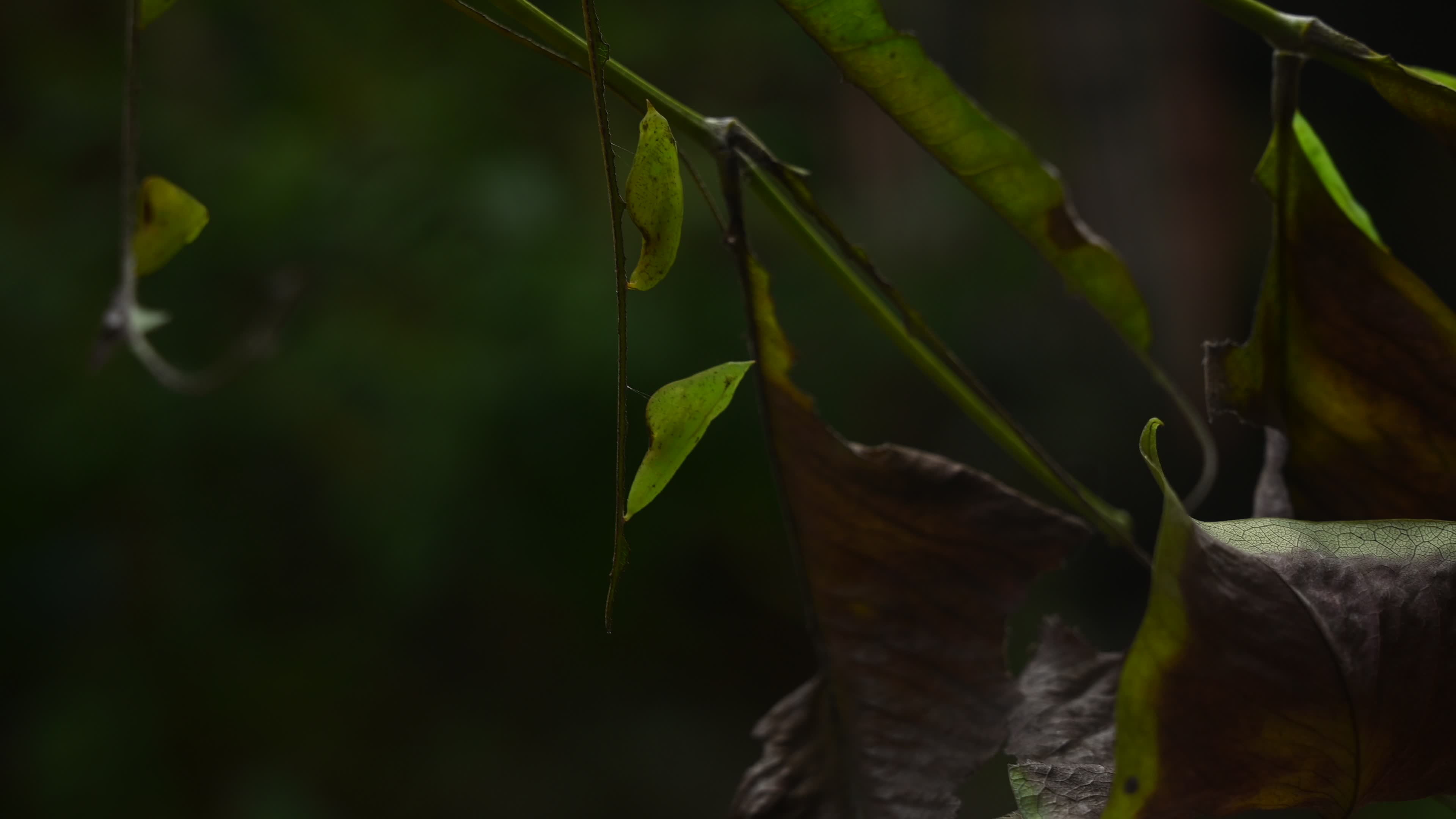 Eurema hecabe - Common Grass Yellow Butterfly - Animal India

