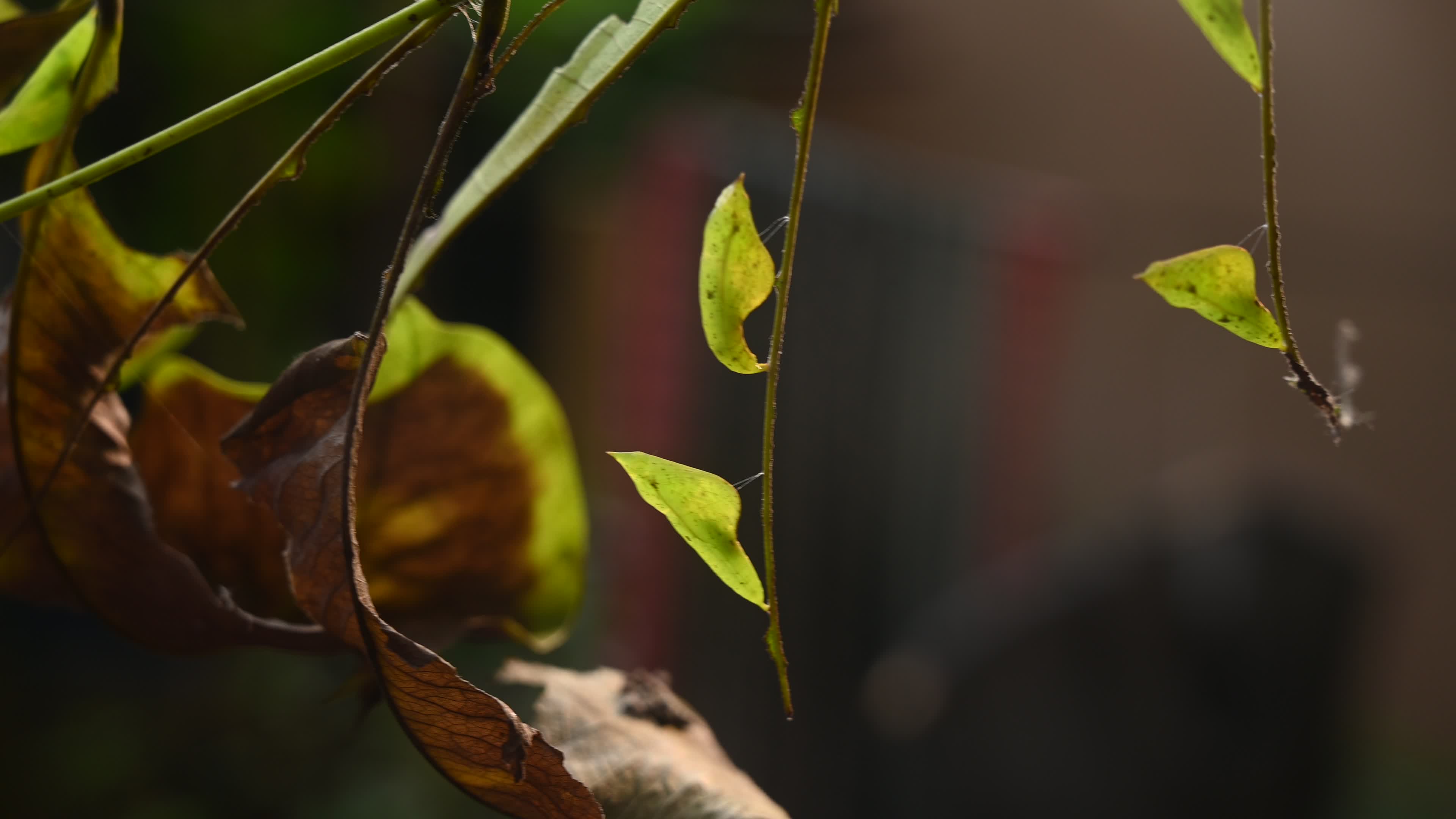 Eurema hecabe - Common Grass Yellow Butterfly - Animal India
