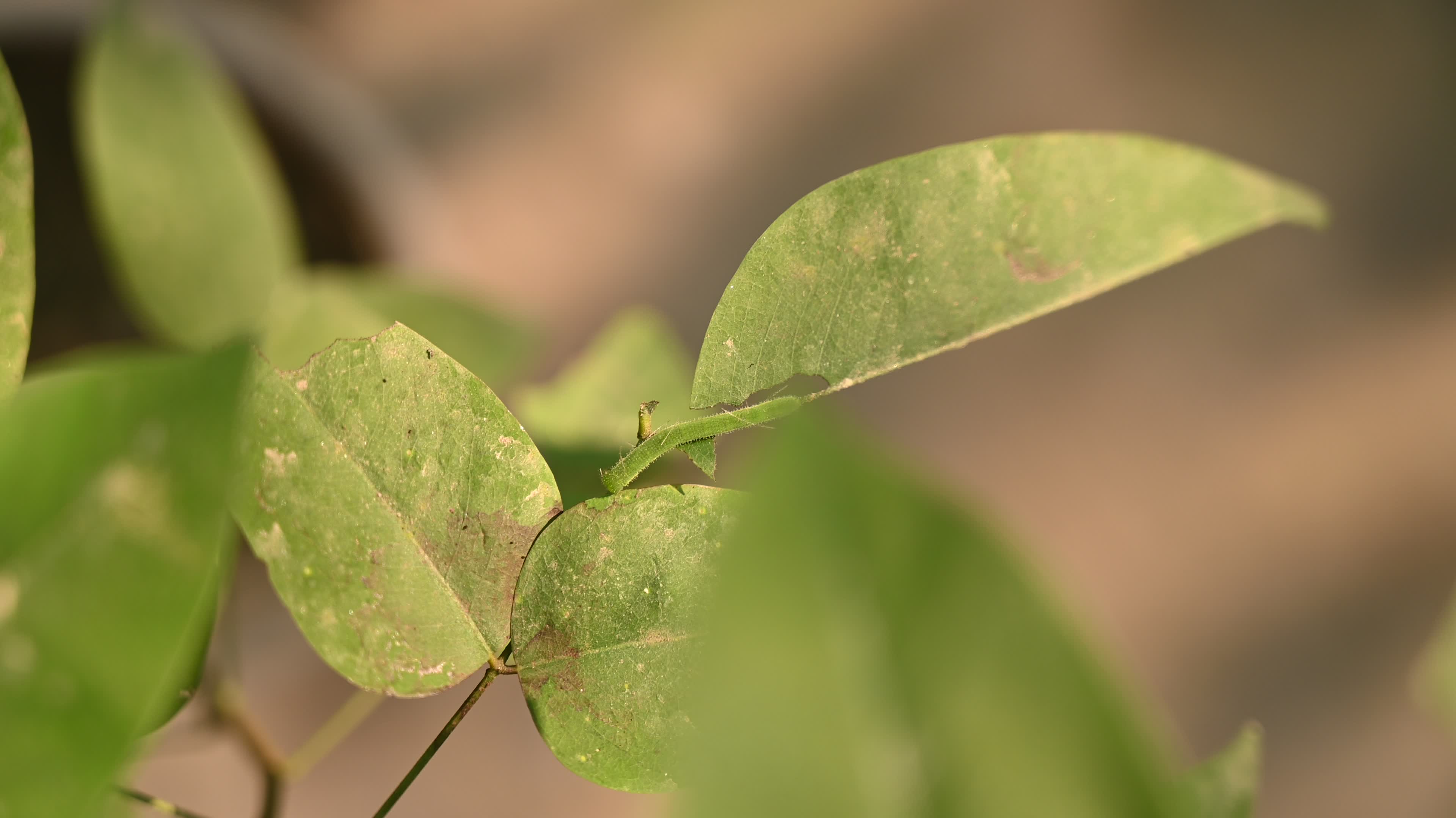 Eurema hecabe - Common Grass Yellow Butterfly - Animal India
