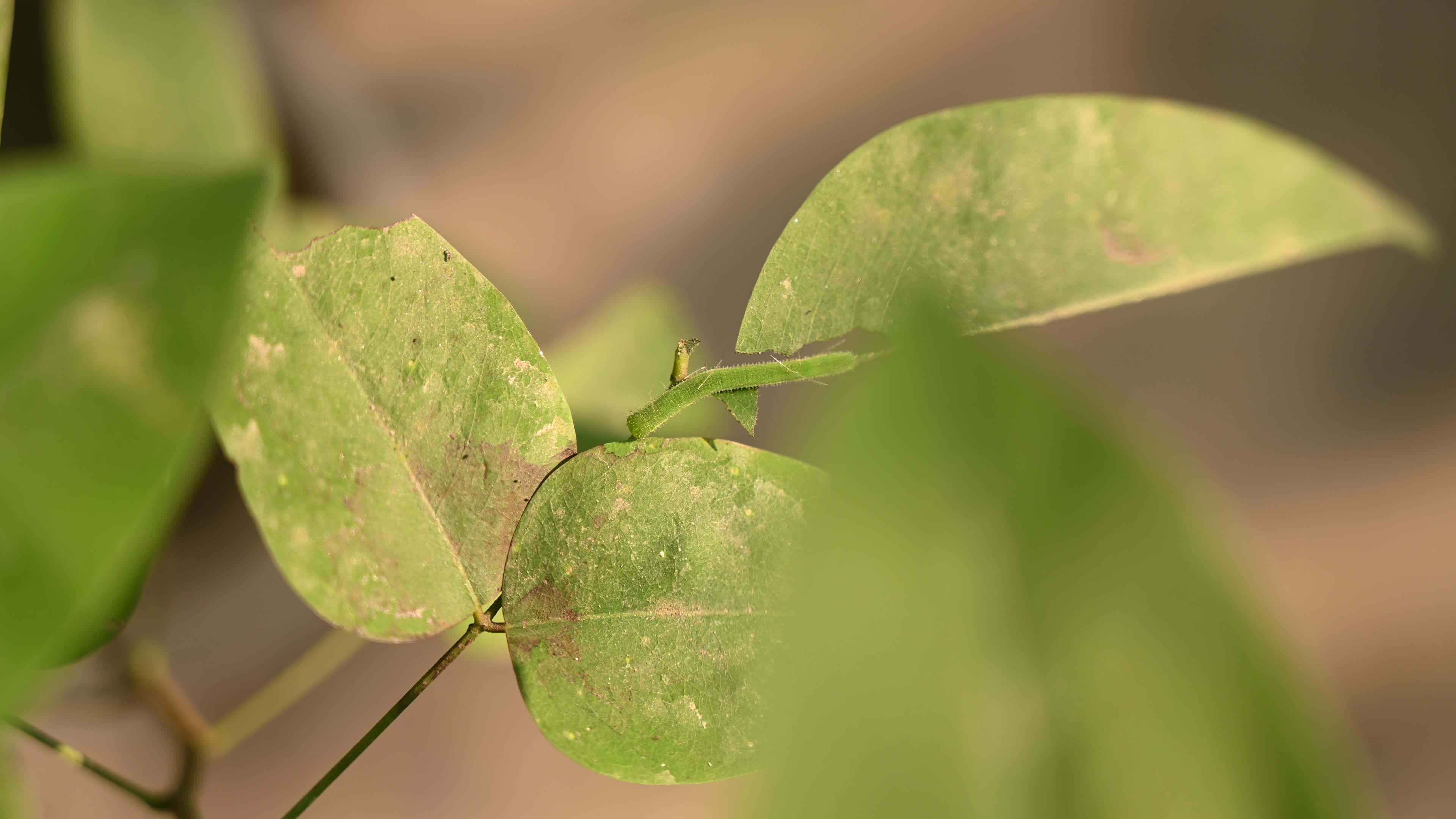 Eurema hecabe - Common Grass Yellow Butterfly - Animal India
