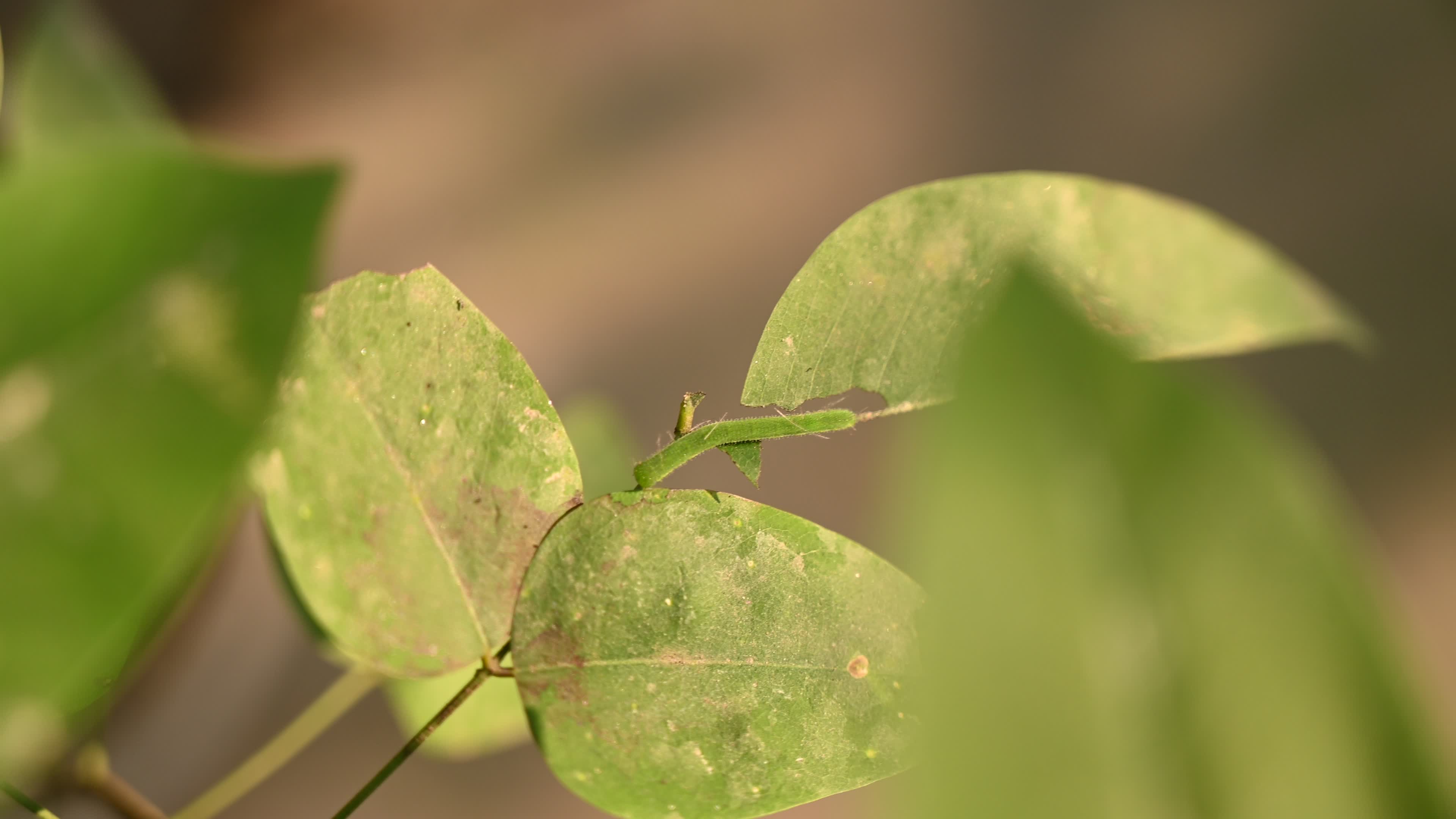 Eurema hecabe - Common Grass Yellow Butterfly - Animal India
