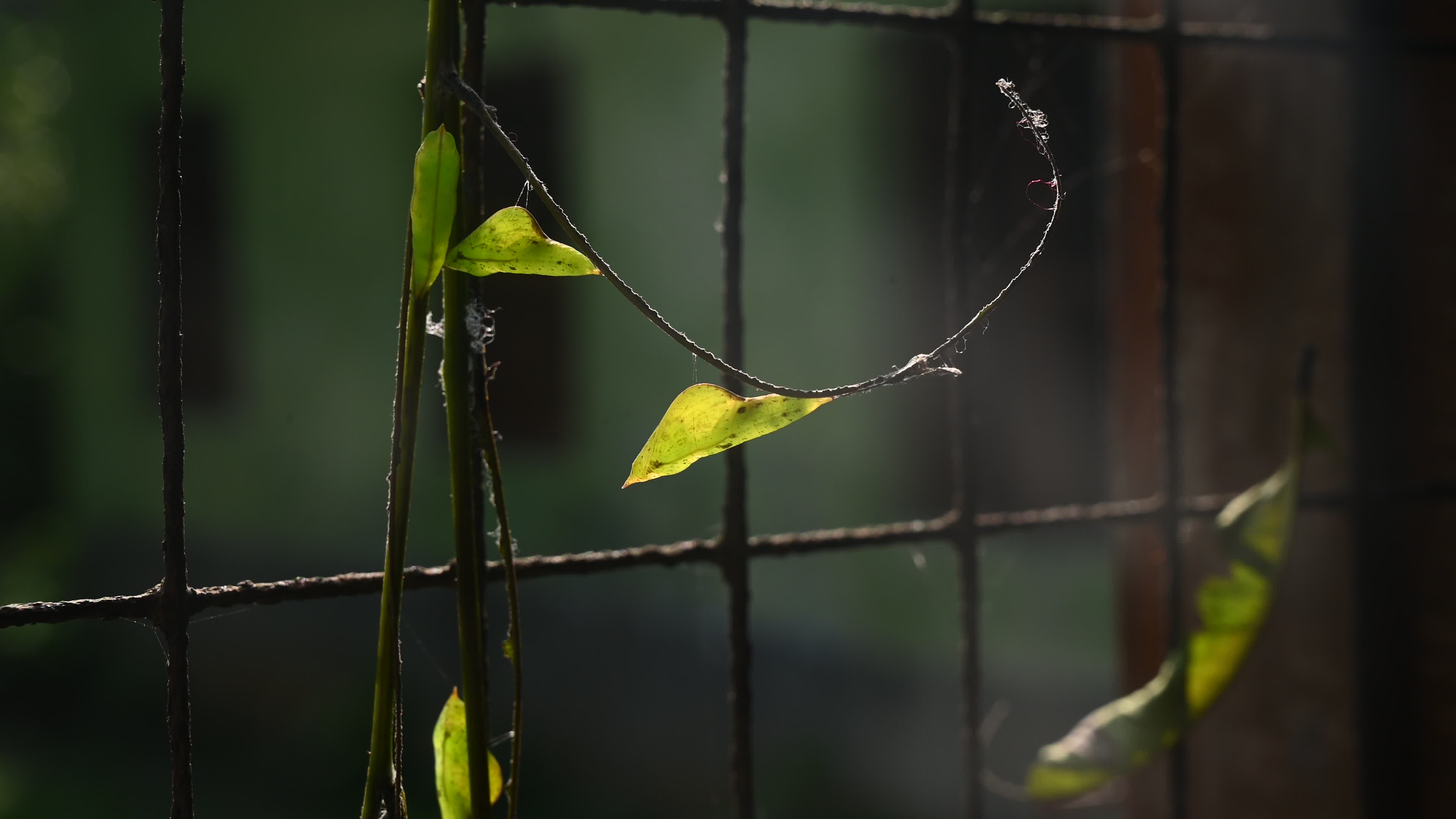 Eurema hecabe - Common Grass Yellow Butterfly - Animal India
