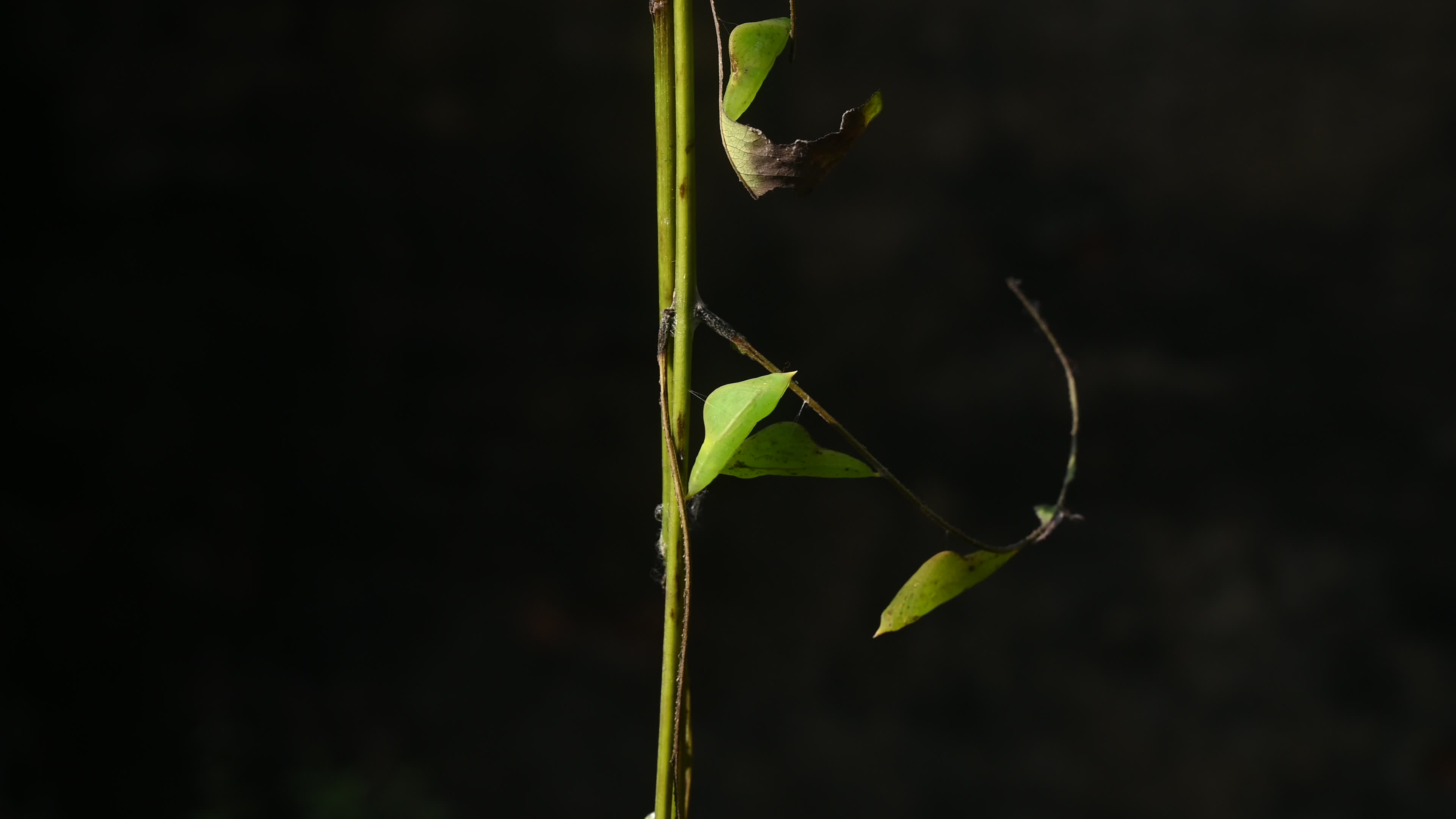 Eurema hecabe - Common Grass Yellow Butterfly - Animal India
