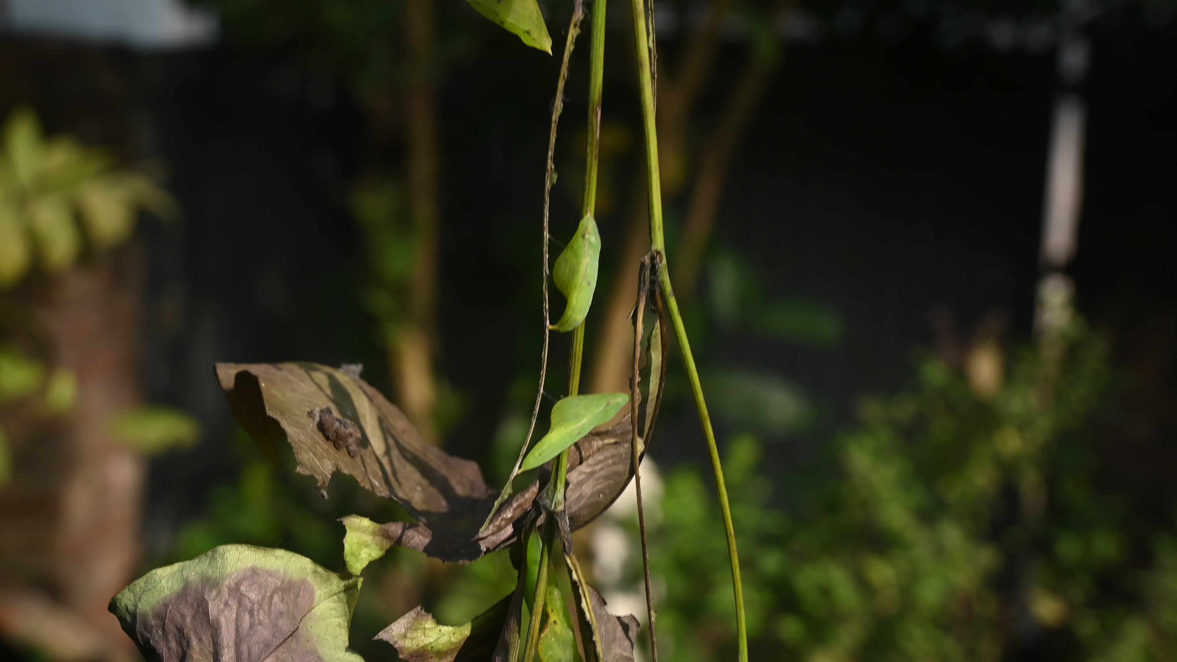 Eurema hecabe - Common Grass Yellow Butterfly - Animal India
