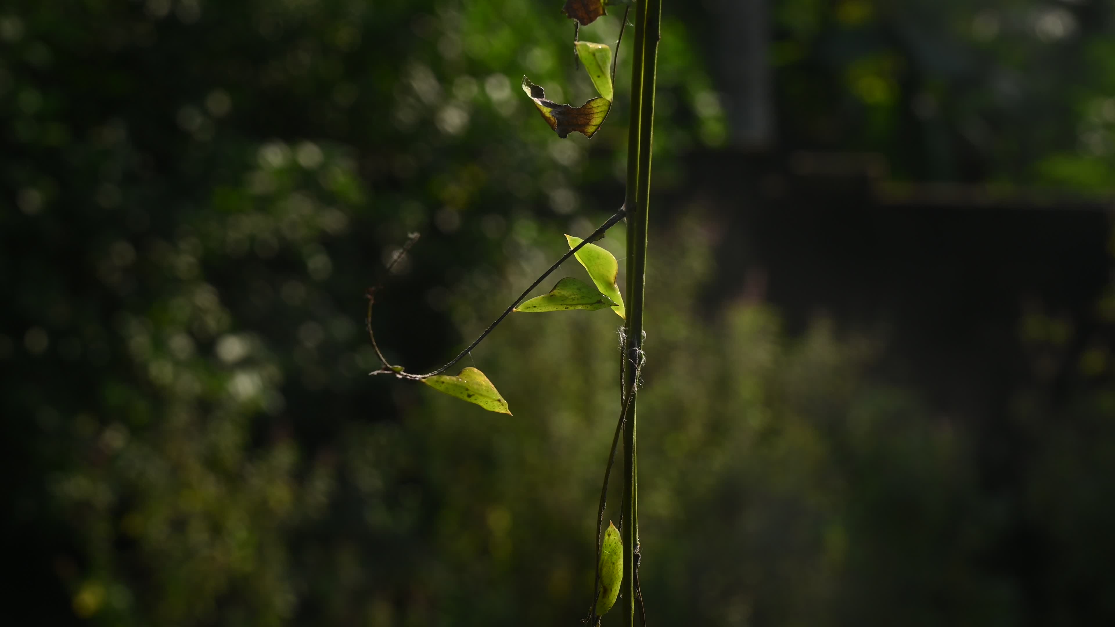 Eurema hecabe - Common Grass Yellow Butterfly - Animal India
