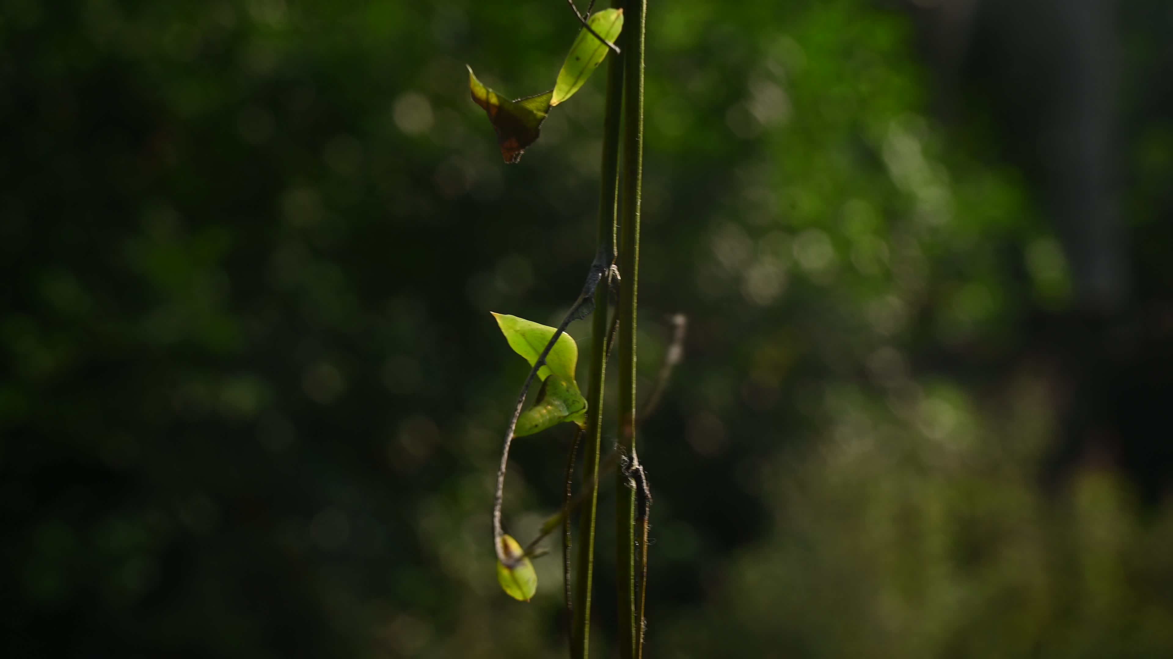 Eurema hecabe - Common Grass Yellow Butterfly - Animal India
