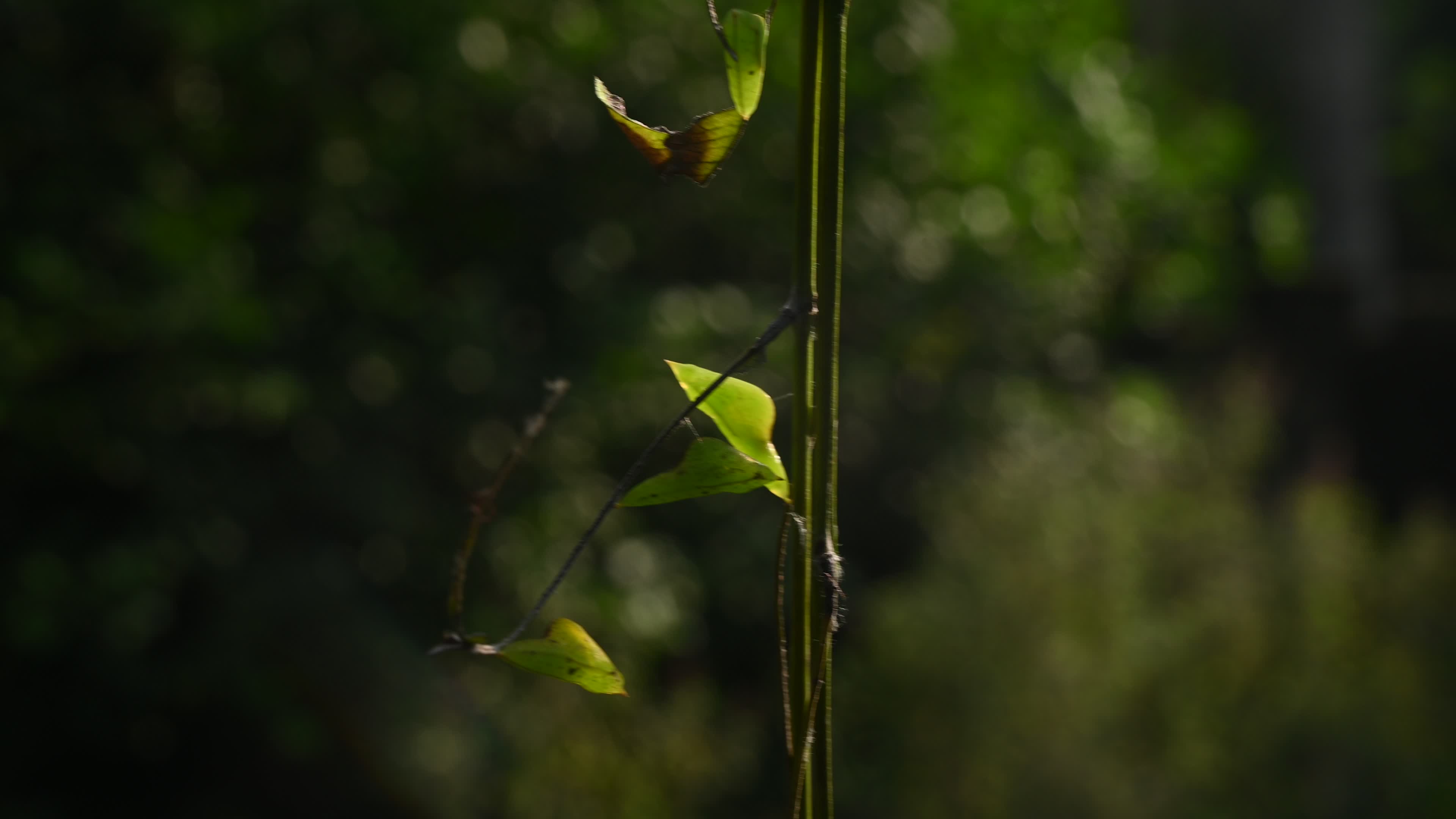 Eurema hecabe - Common Grass Yellow Butterfly - Animal India
