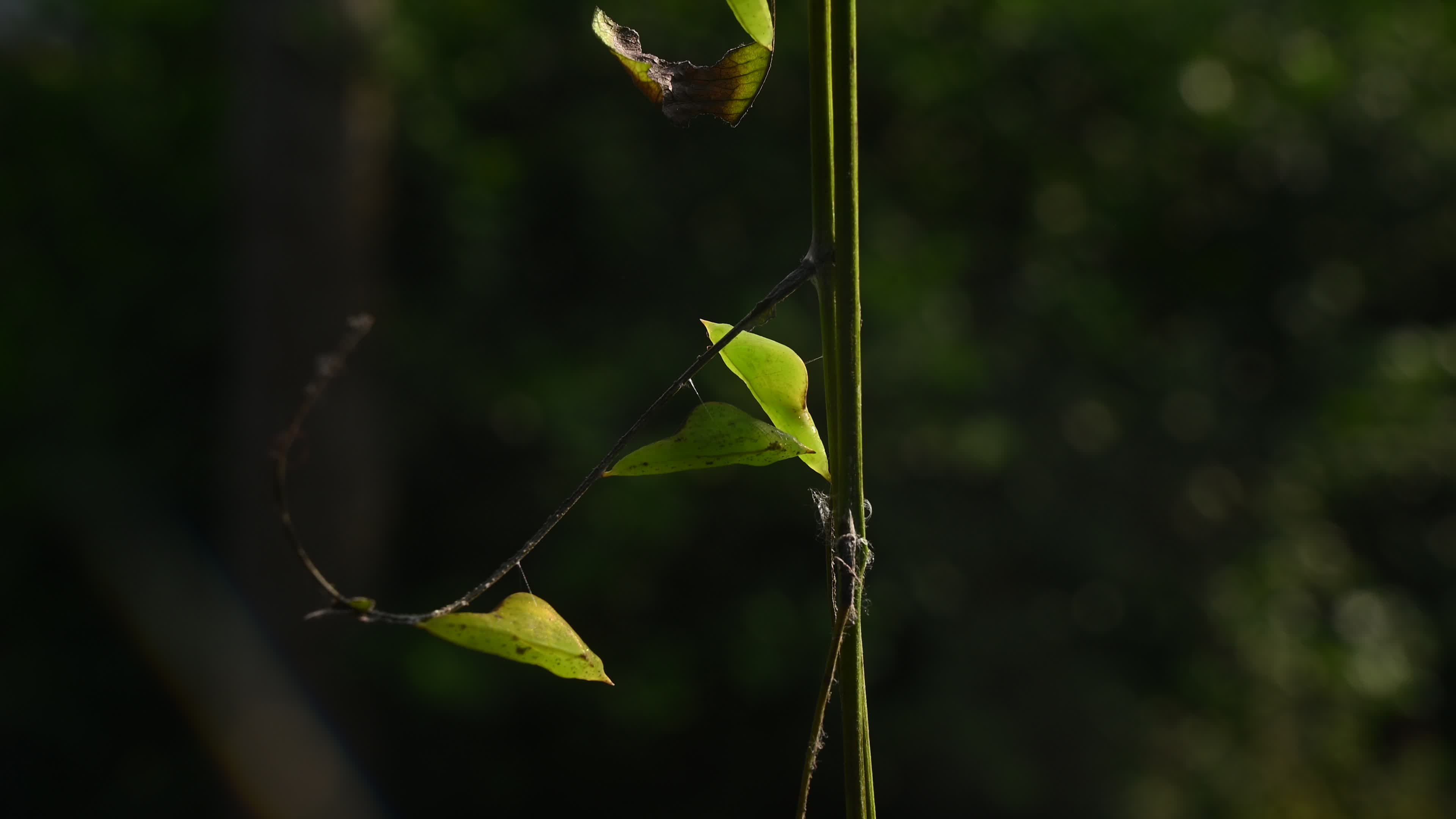 Eurema hecabe - Common Grass Yellow Butterfly - Animal India
