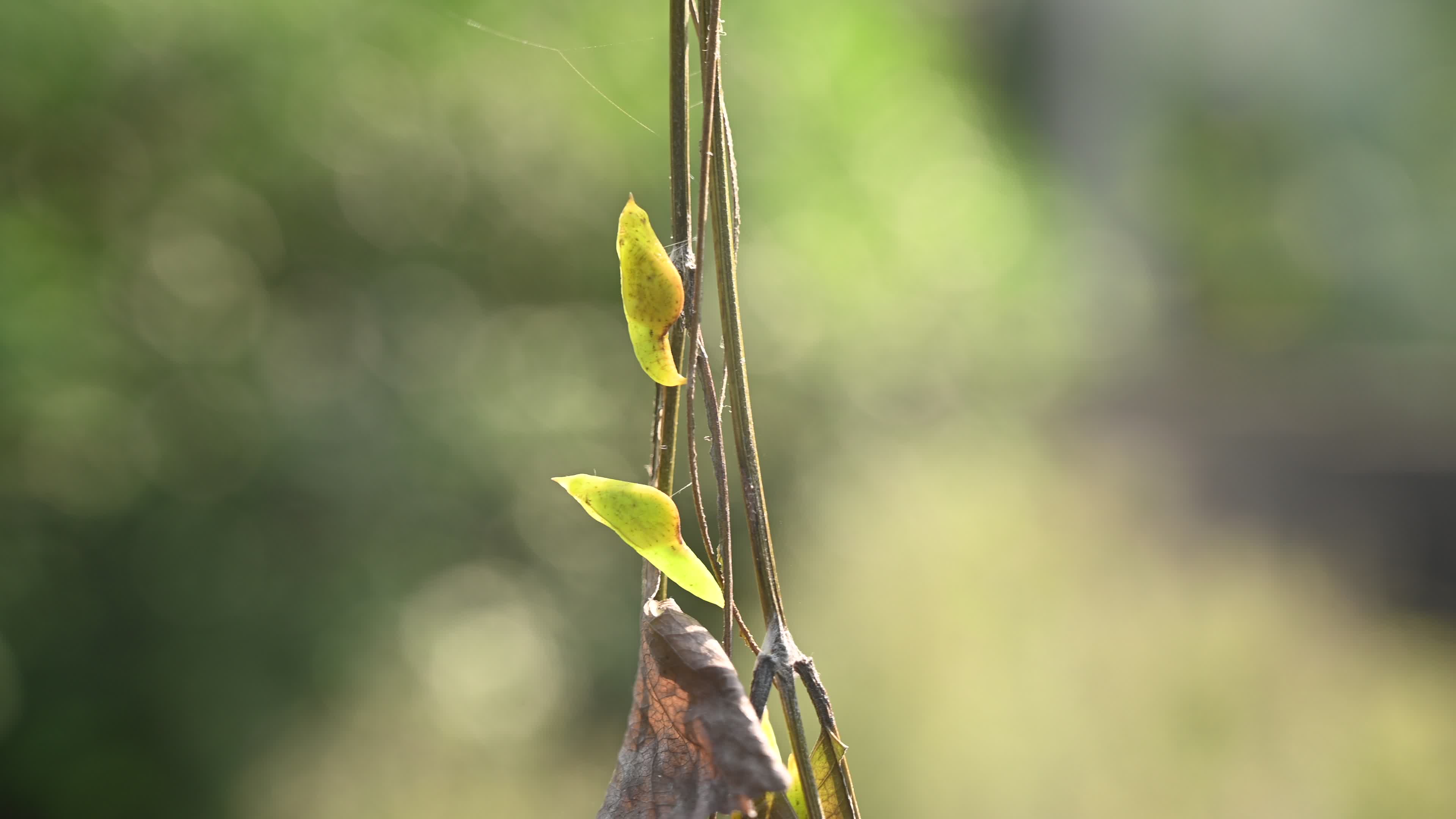 Eurema hecabe - Common Grass Yellow Butterfly - Animal India
