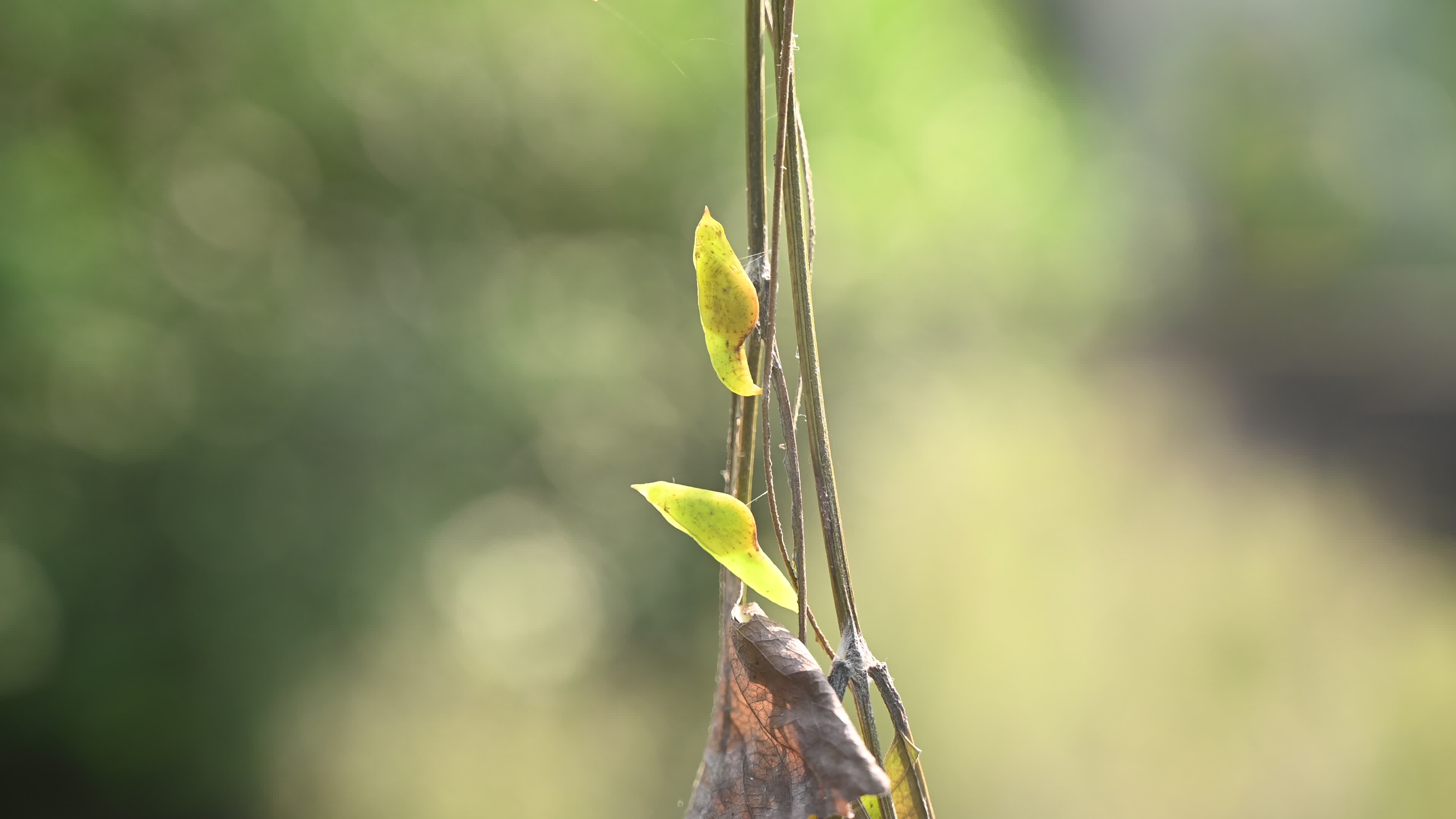 Eurema hecabe - Common Grass Yellow Butterfly - Animal India
