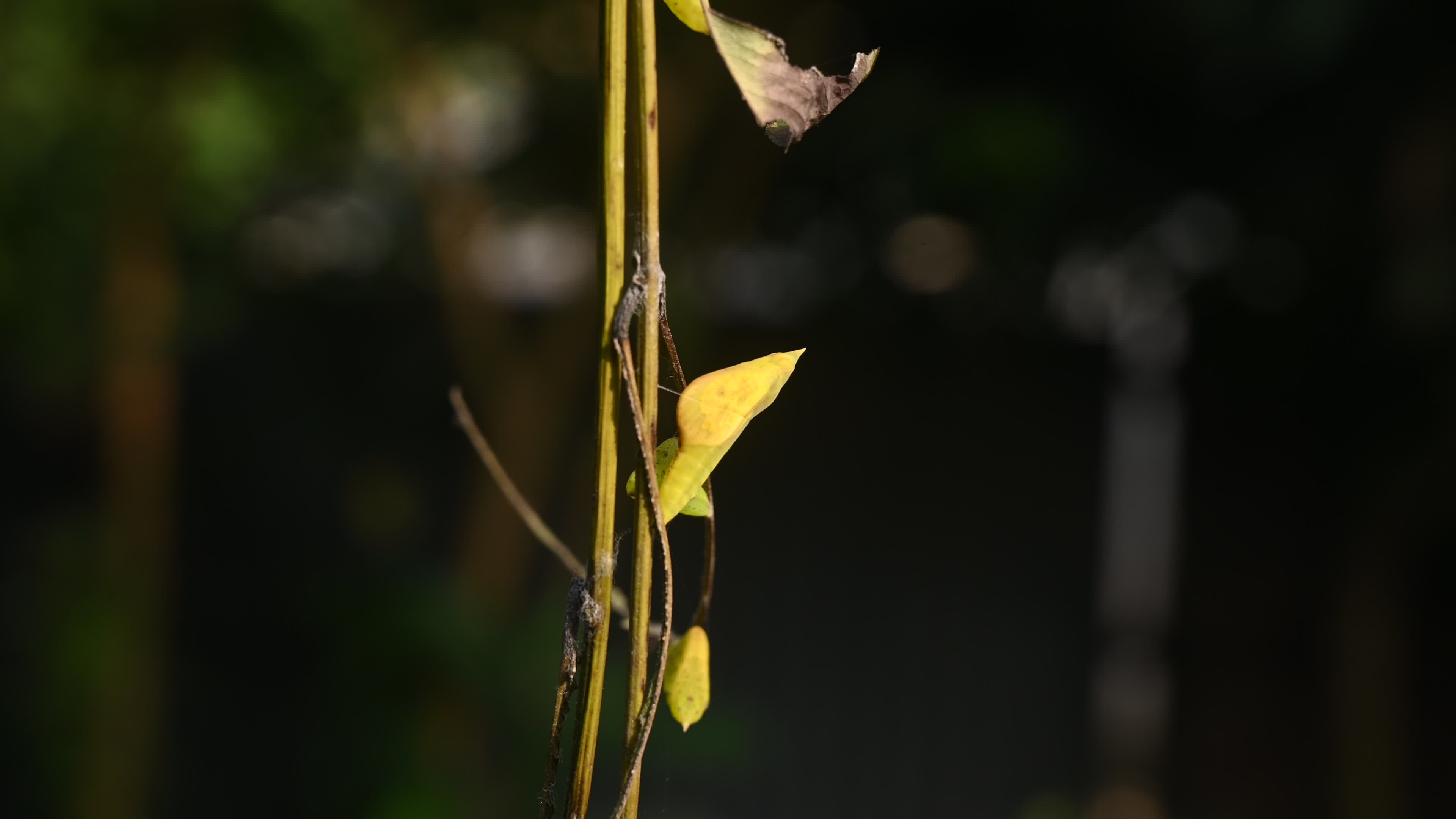 Eurema hecabe - Common Grass Yellow Butterfly - Animal India
