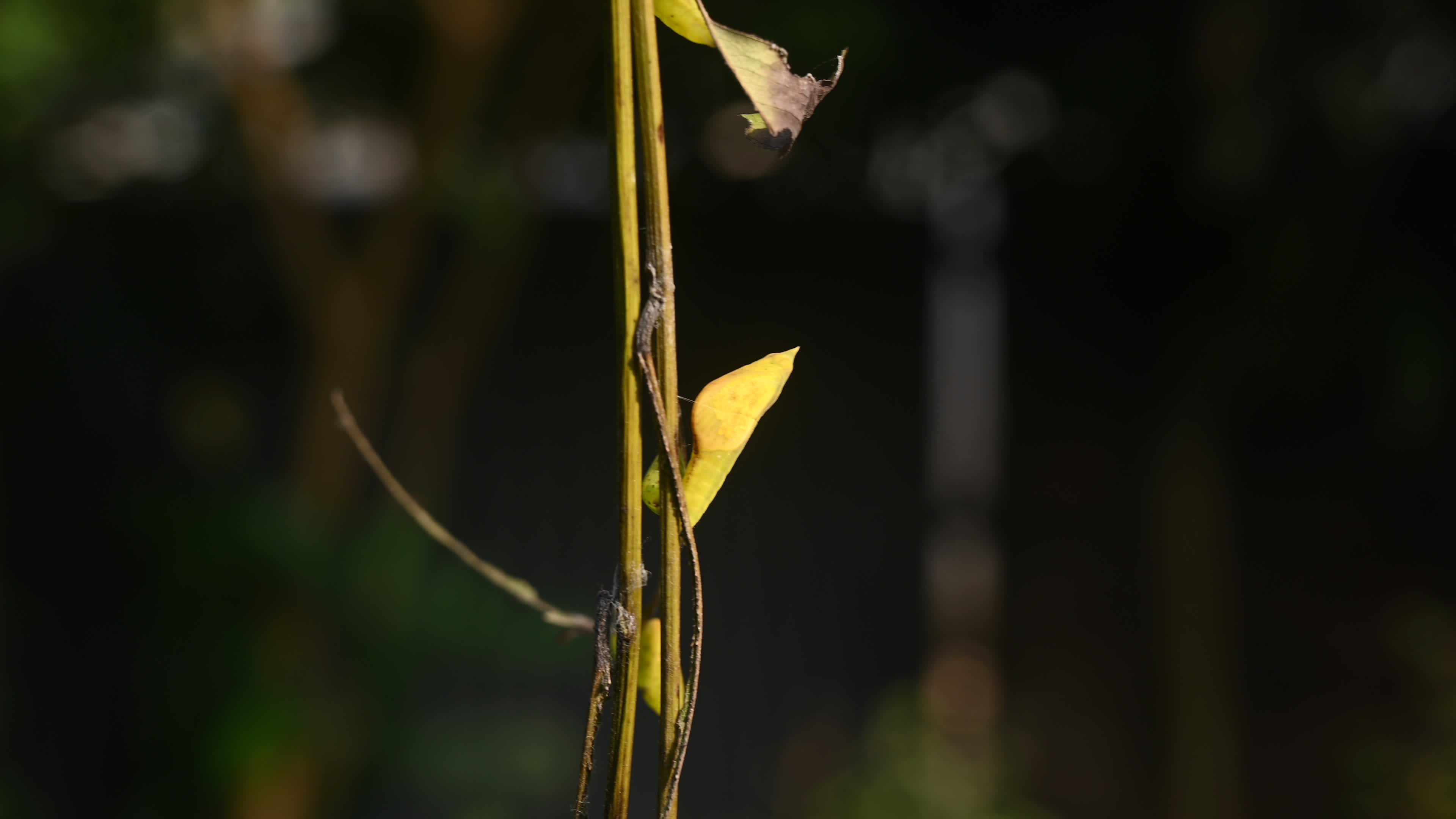 Eurema hecabe - Common Grass Yellow Butterfly - Animal India
