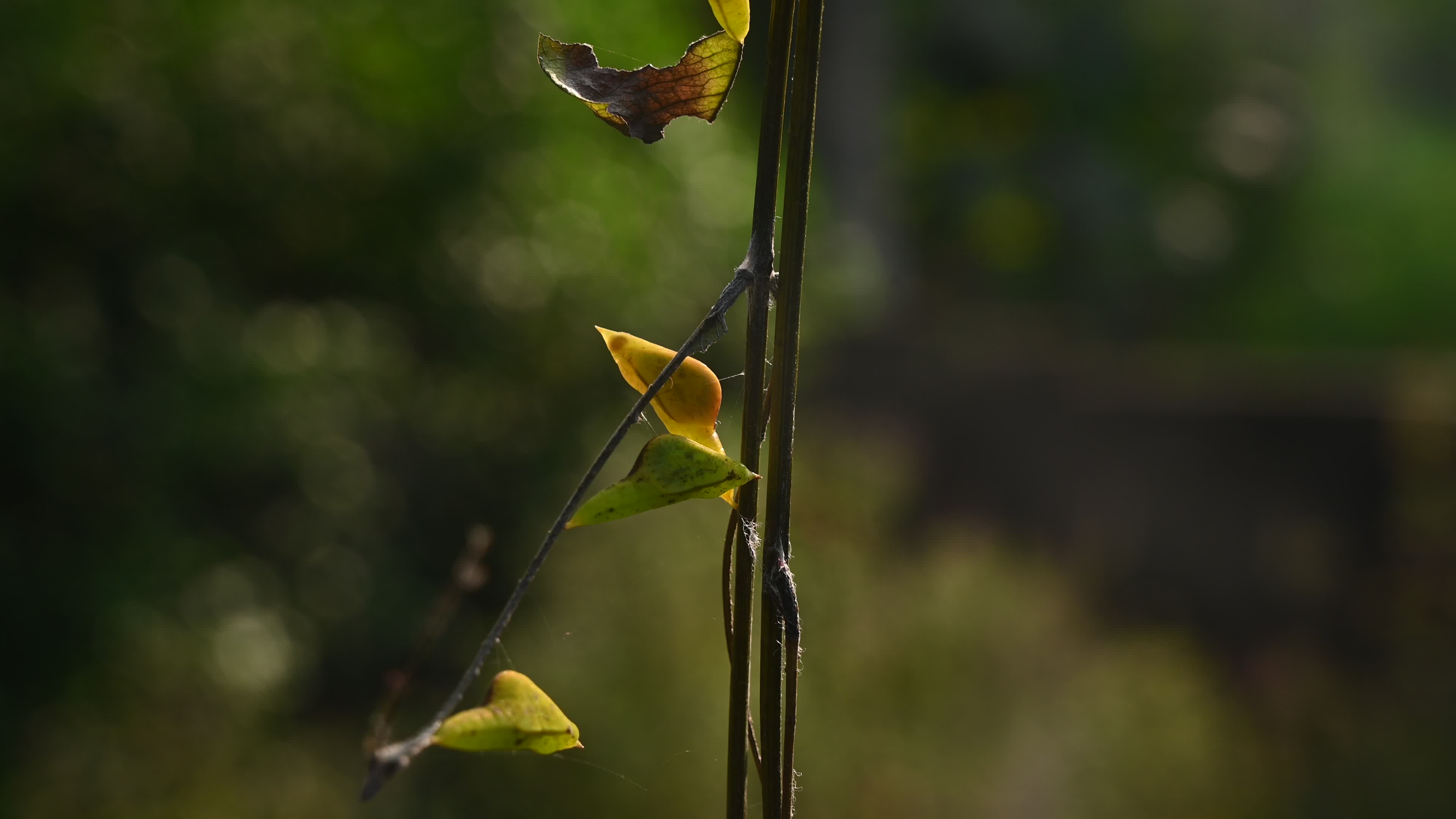 Eurema hecabe - Common Grass Yellow Butterfly - Animal India
