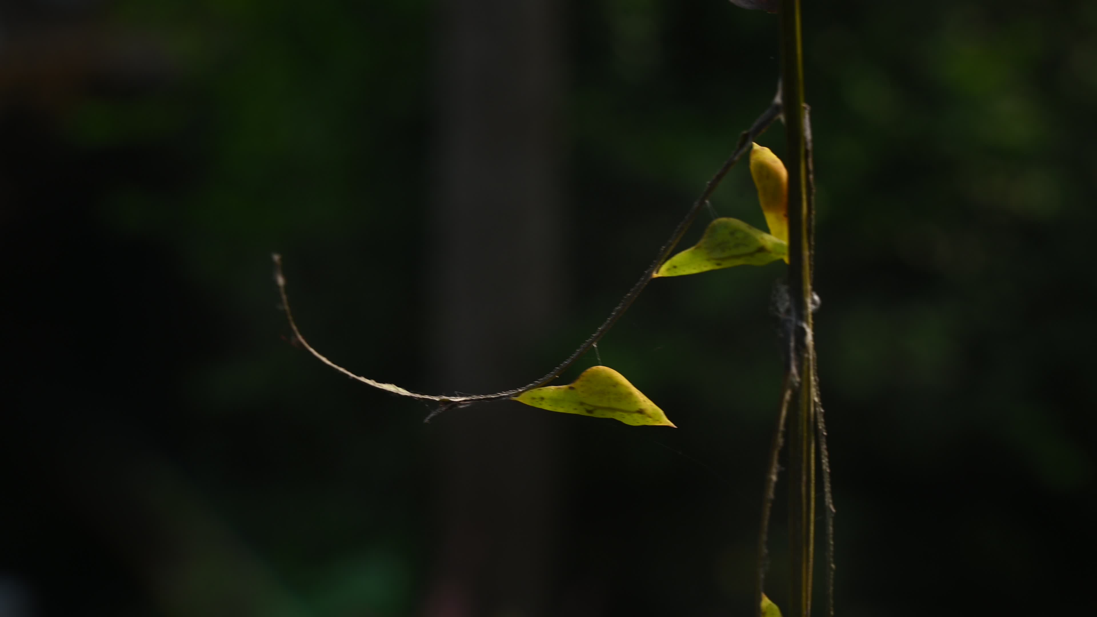 Eurema hecabe - Common Grass Yellow Butterfly - Animal India
