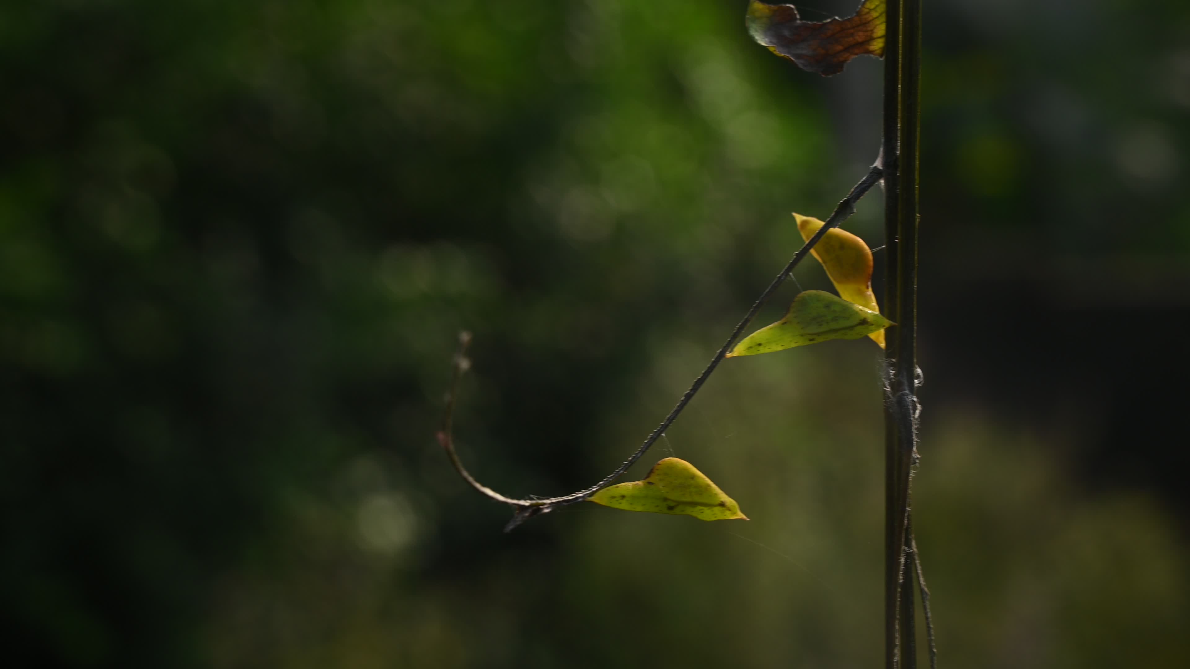 Eurema hecabe - Common Grass Yellow Butterfly - Animal India
