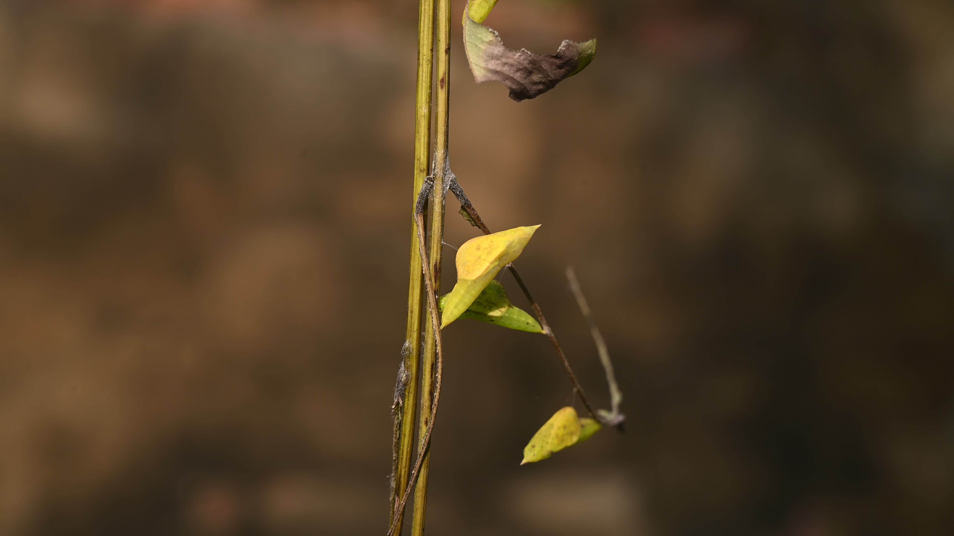 Eurema hecabe - Common Grass Yellow Butterfly - Animal India
