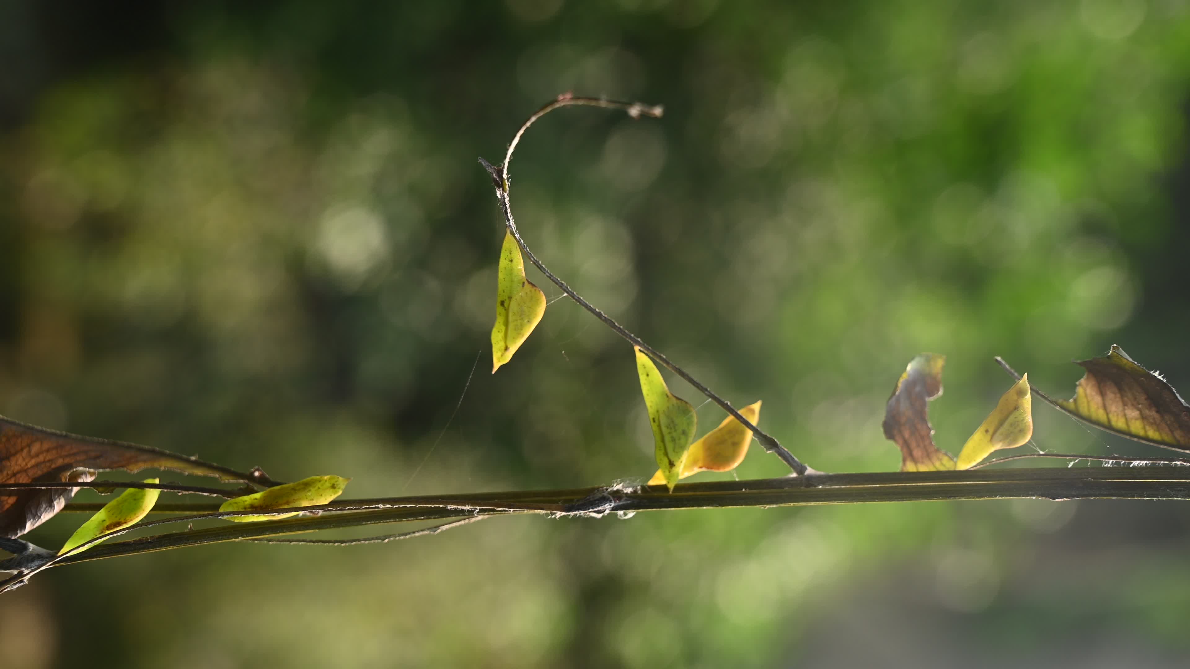 Eurema hecabe - Common Grass Yellow Butterfly - Animal India
