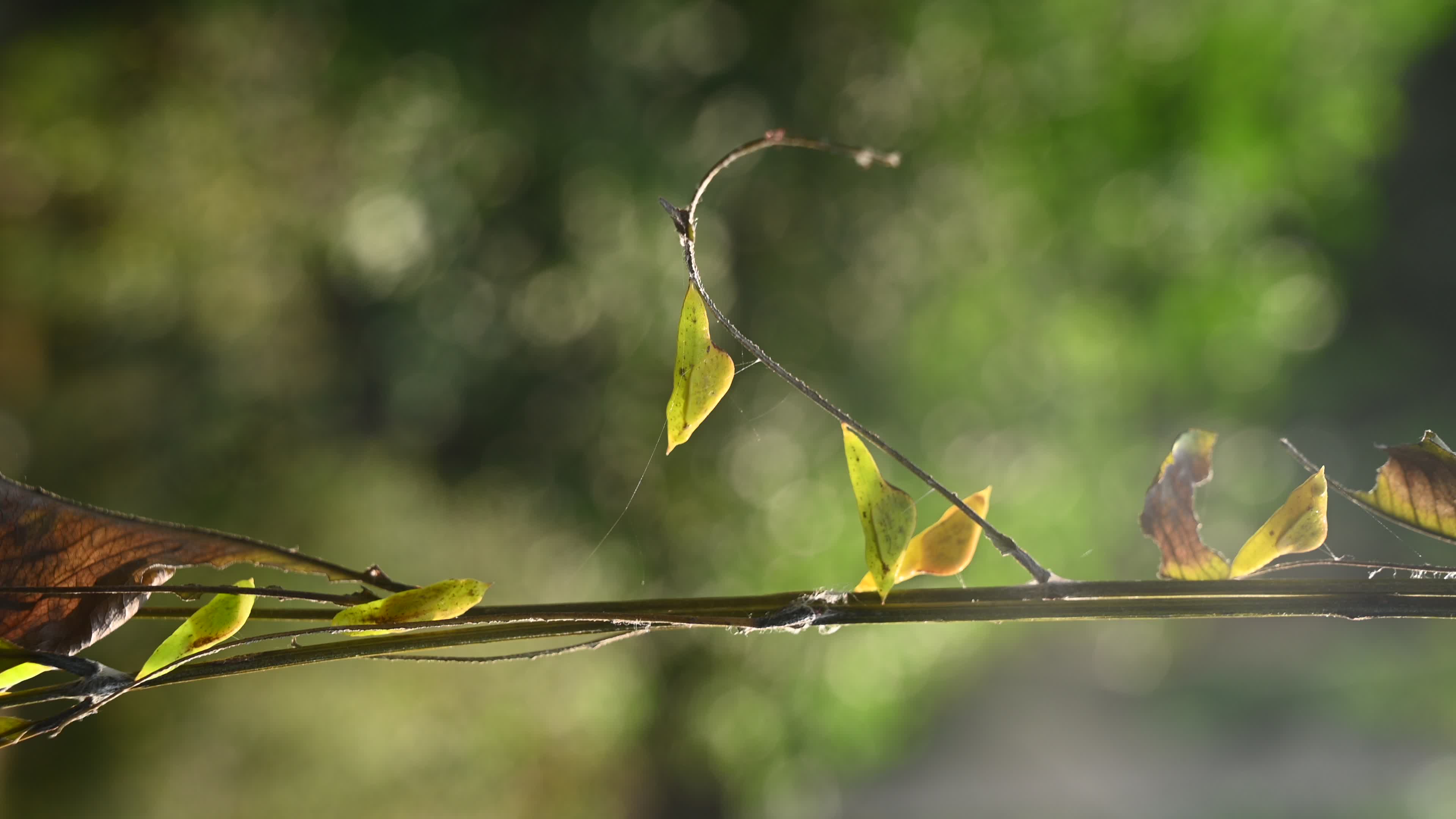 Eurema hecabe - Common Grass Yellow Butterfly - Animal India
