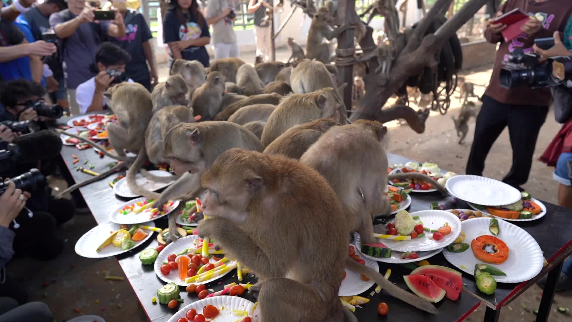  Thailand's Annual Monkey Banquet Festival in Lopburi.