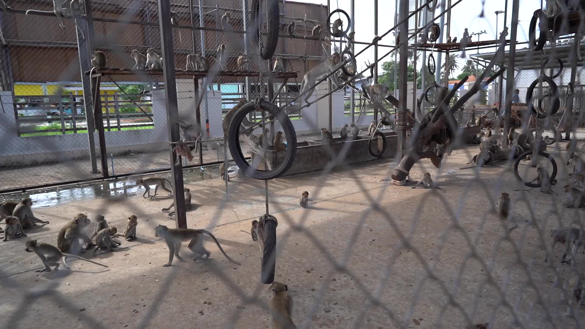  Thailand's Annual Monkey Banquet Festival in Lopburi.
