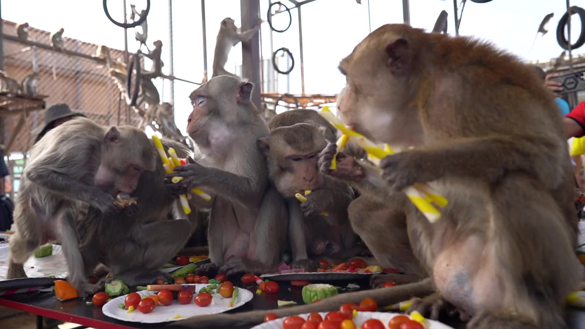  Thailand's Annual Monkey Banquet Festival in Lopburi.