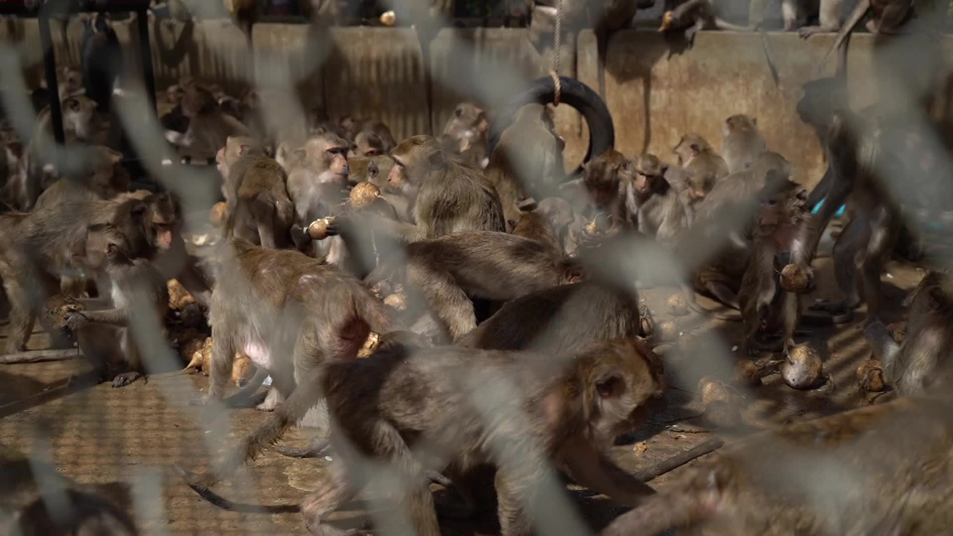  Thailand's Annual Monkey Banquet Festival in Lopburi.