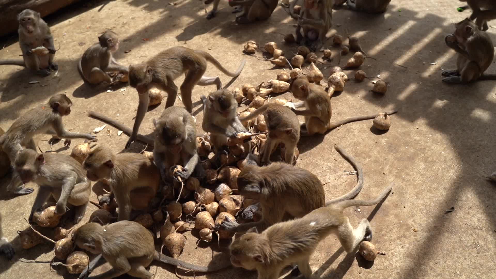  Thailand's Annual Monkey Banquet Festival in Lopburi.