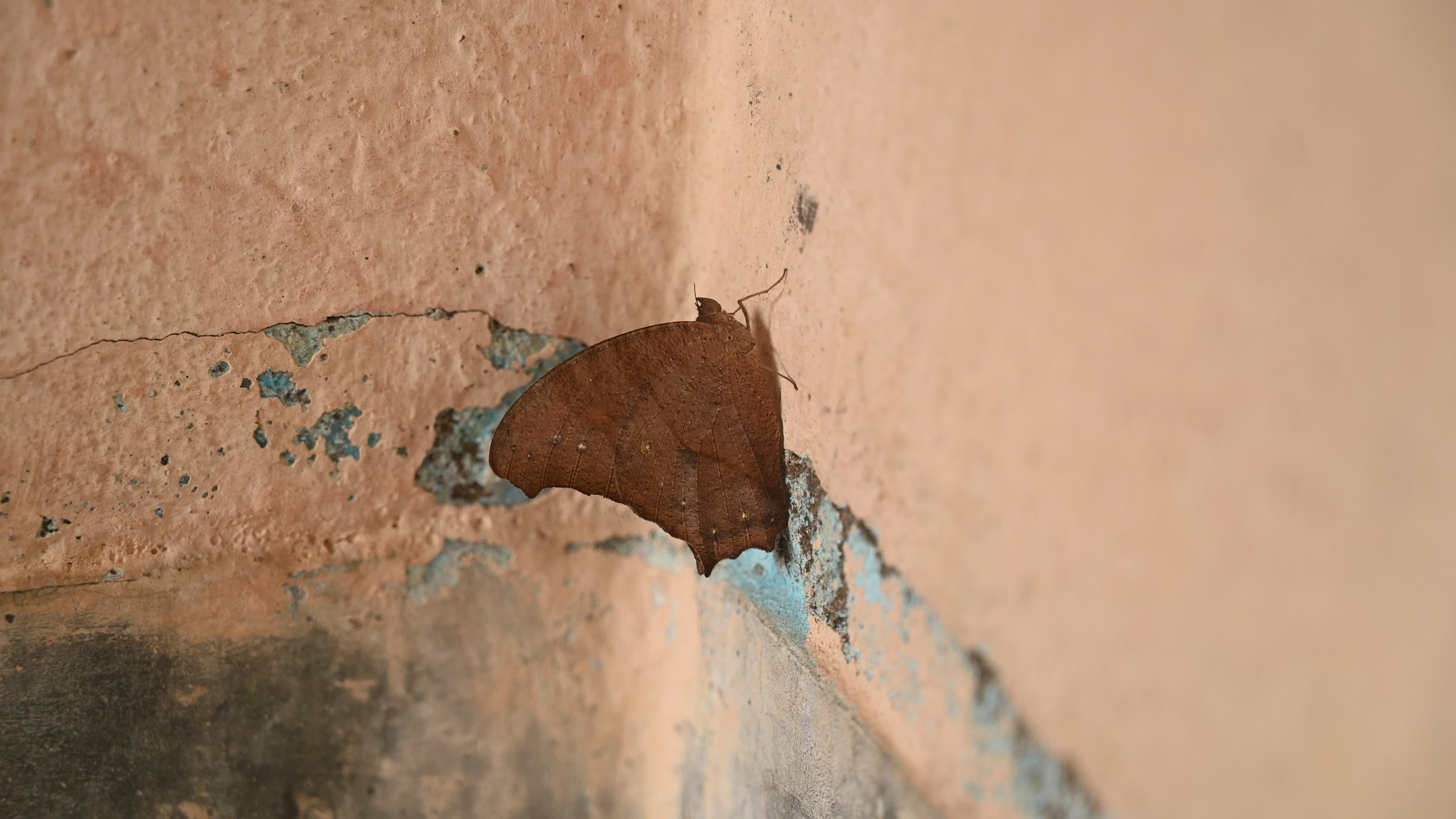 Melanitis Lead - Common Evening Brown Butterfly - Animal India
