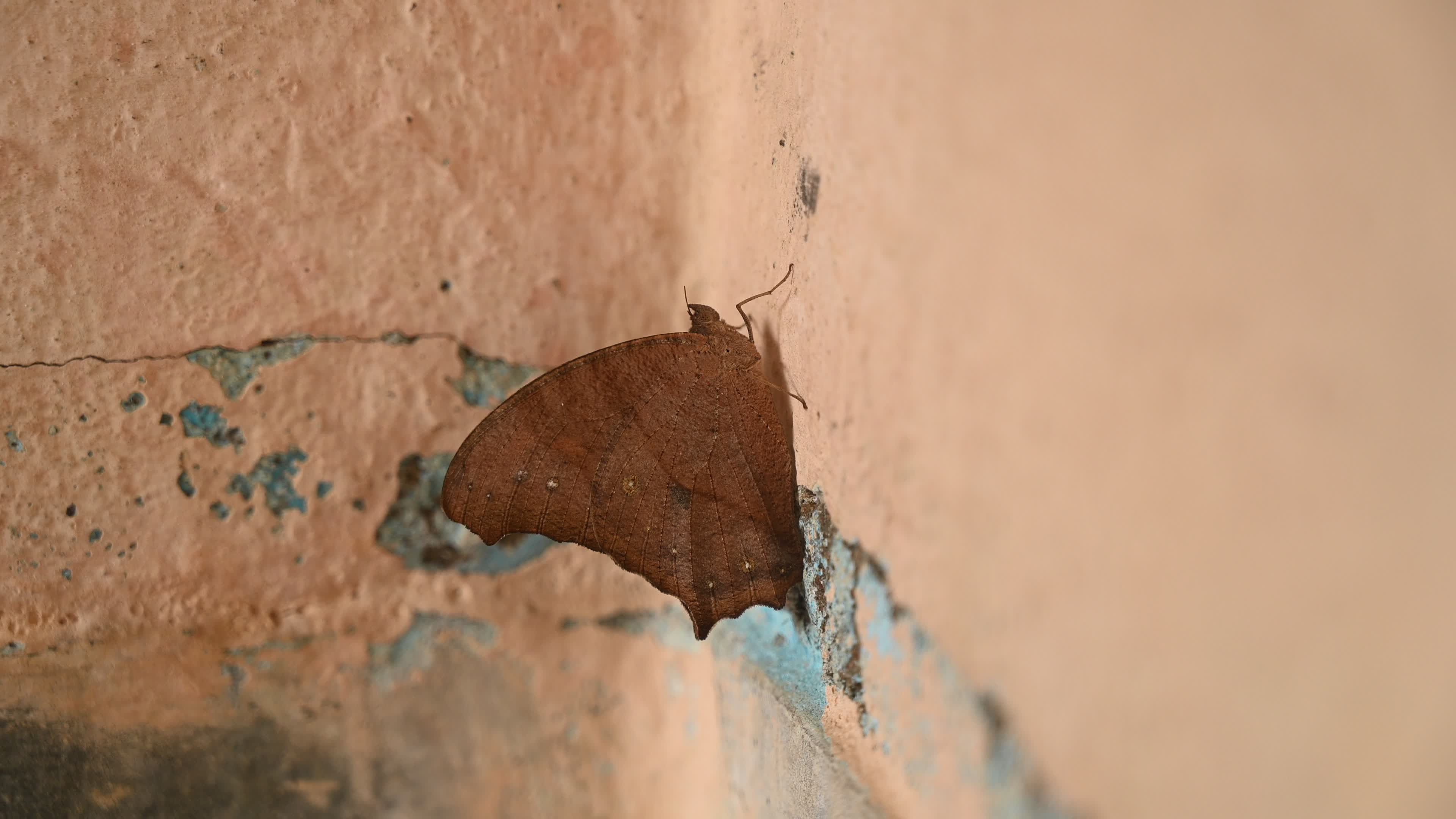 Melanitis Lead - Common Evening Brown Butterfly - Animal India
