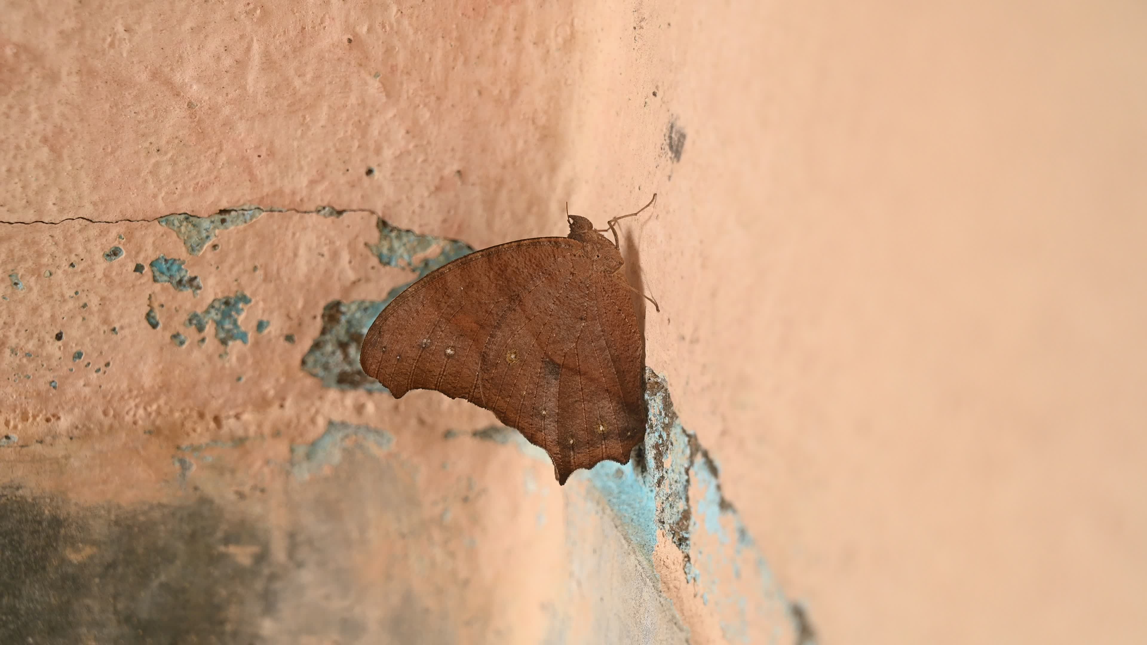 Melanitis Lead - Common Evening Brown Butterfly - Animal India
