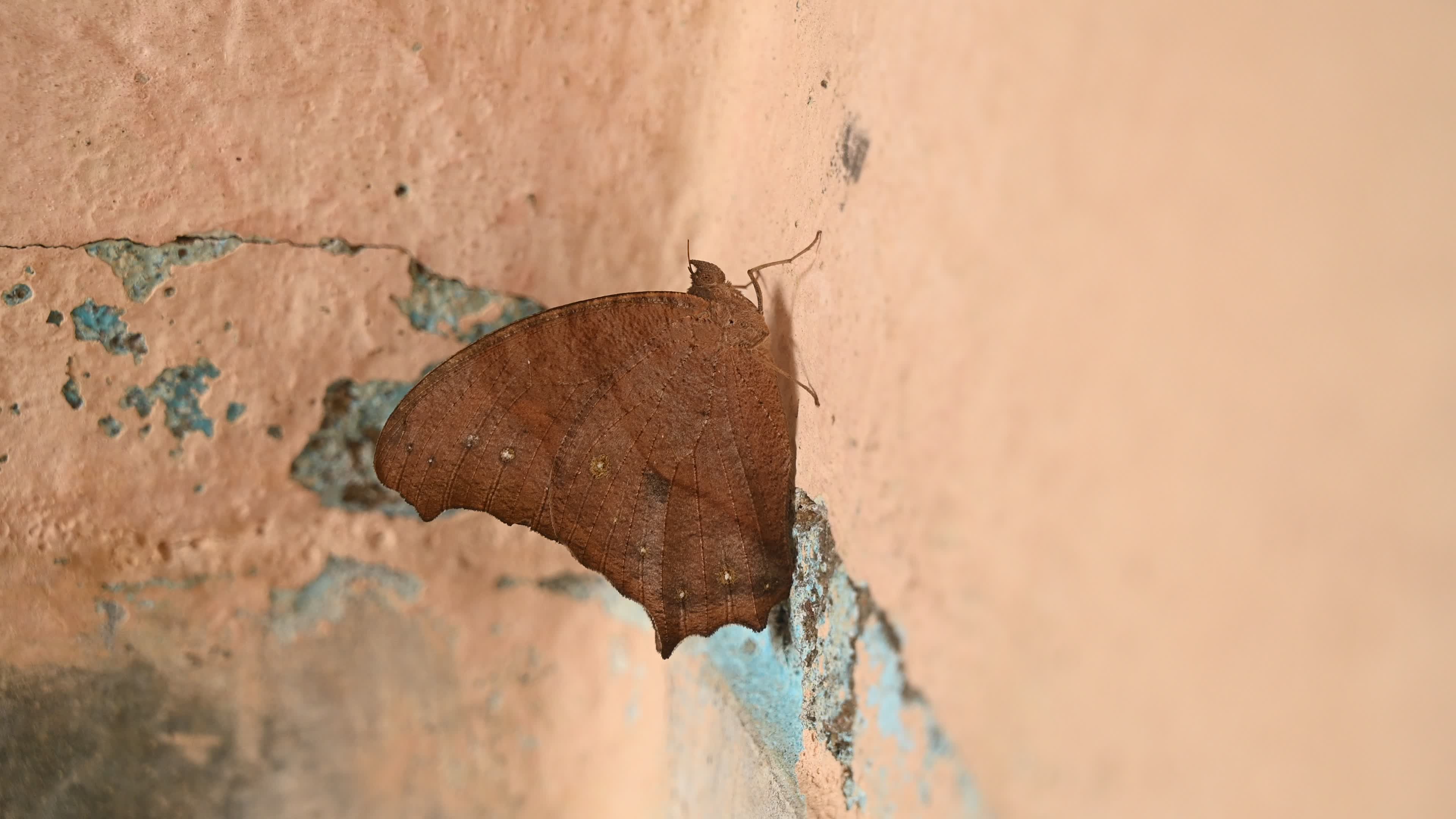 Melanitis Lead - Common Evening Brown Butterfly - Animal India
