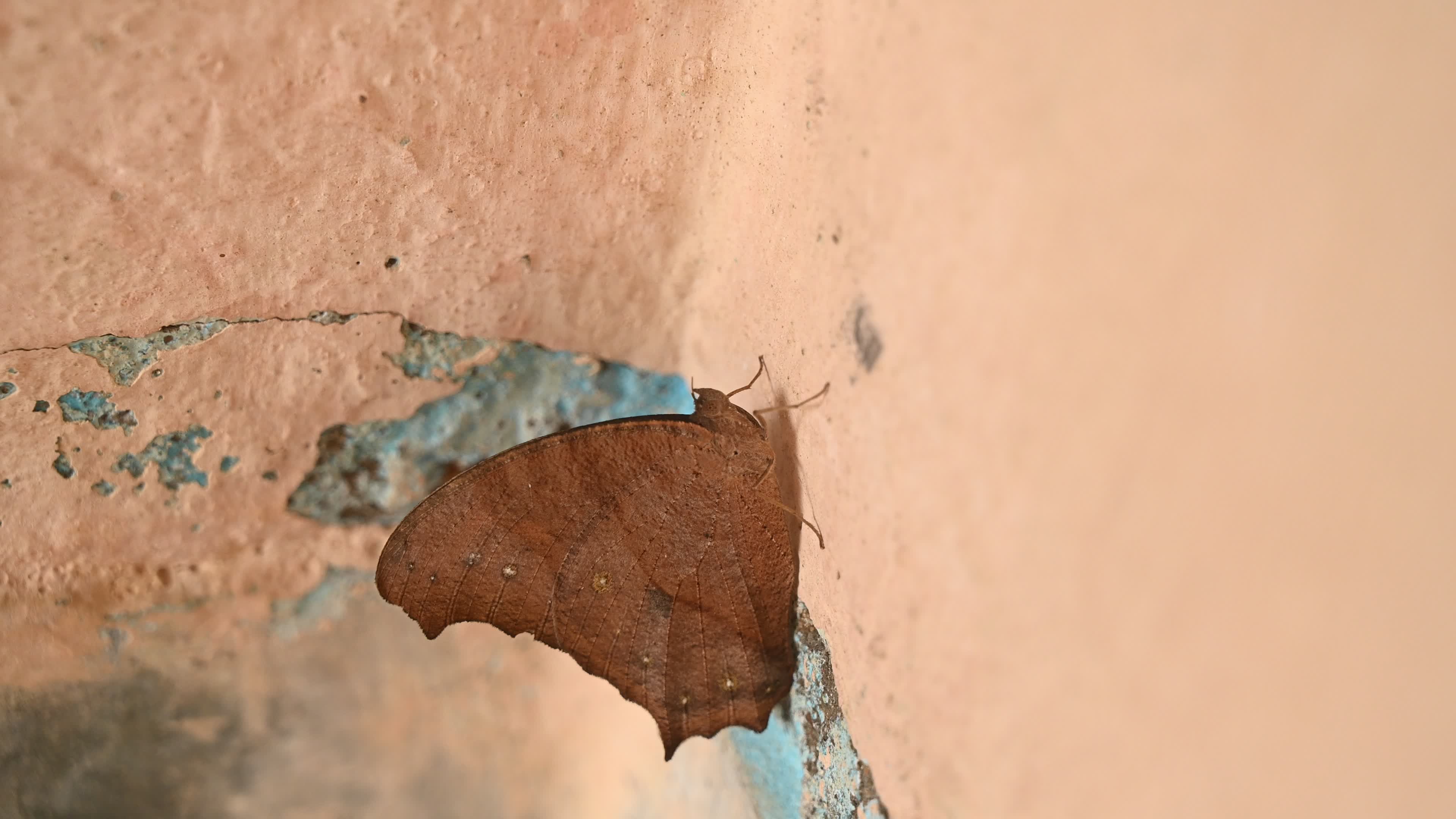 Melanitis Lead - Common Evening Brown Butterfly - Animal India
