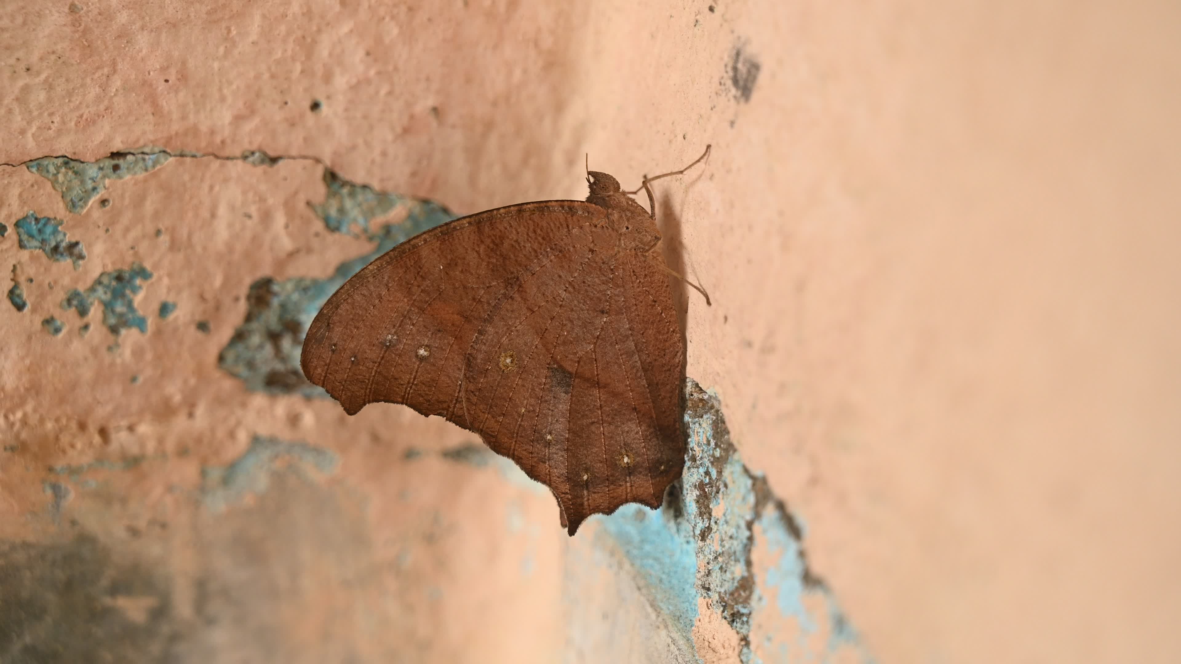 Melanitis Lead - Common Evening Brown Butterfly - Animal India
