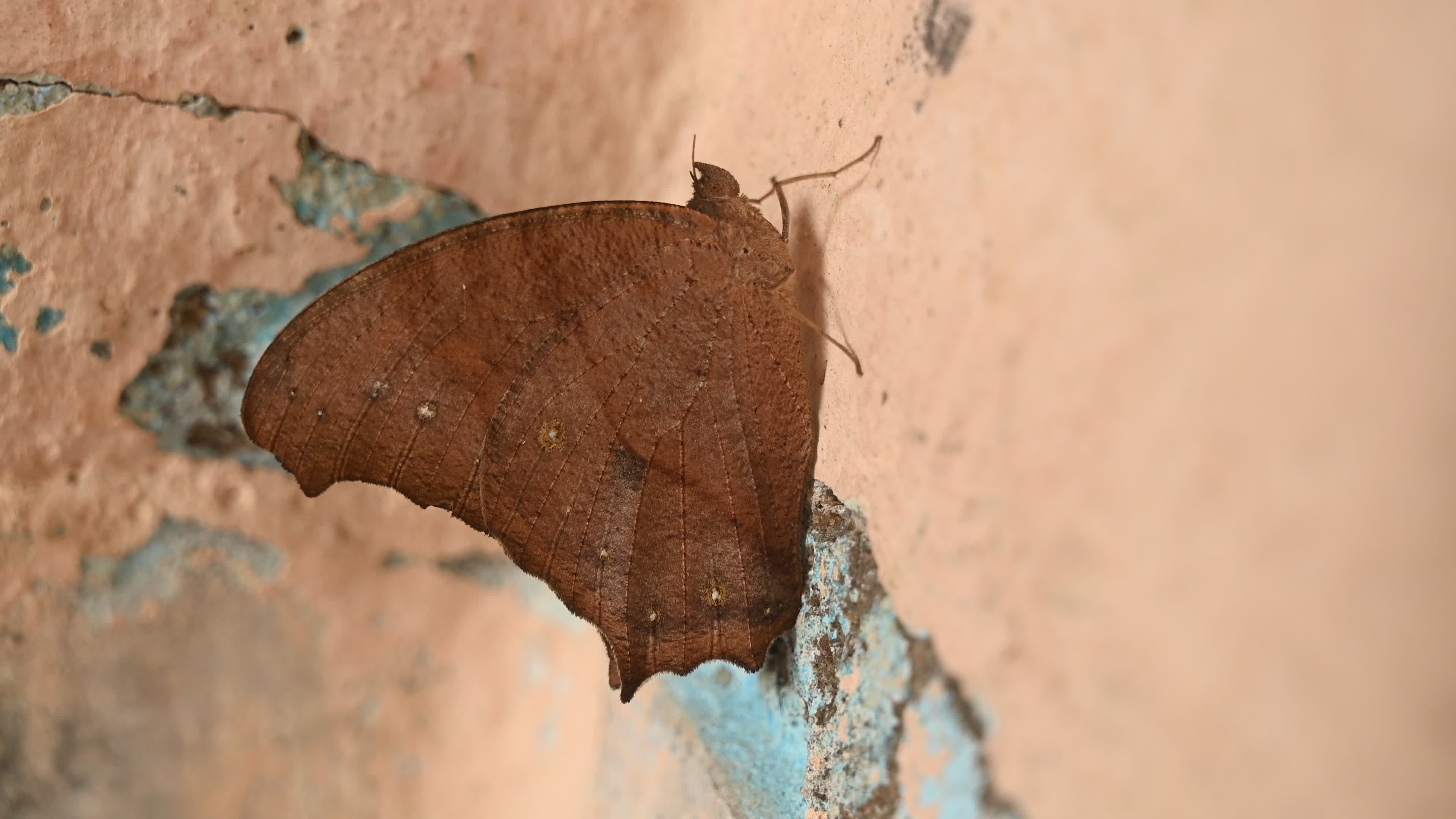 Melanitis Lead - Common Evening Brown Butterfly - Animal India
