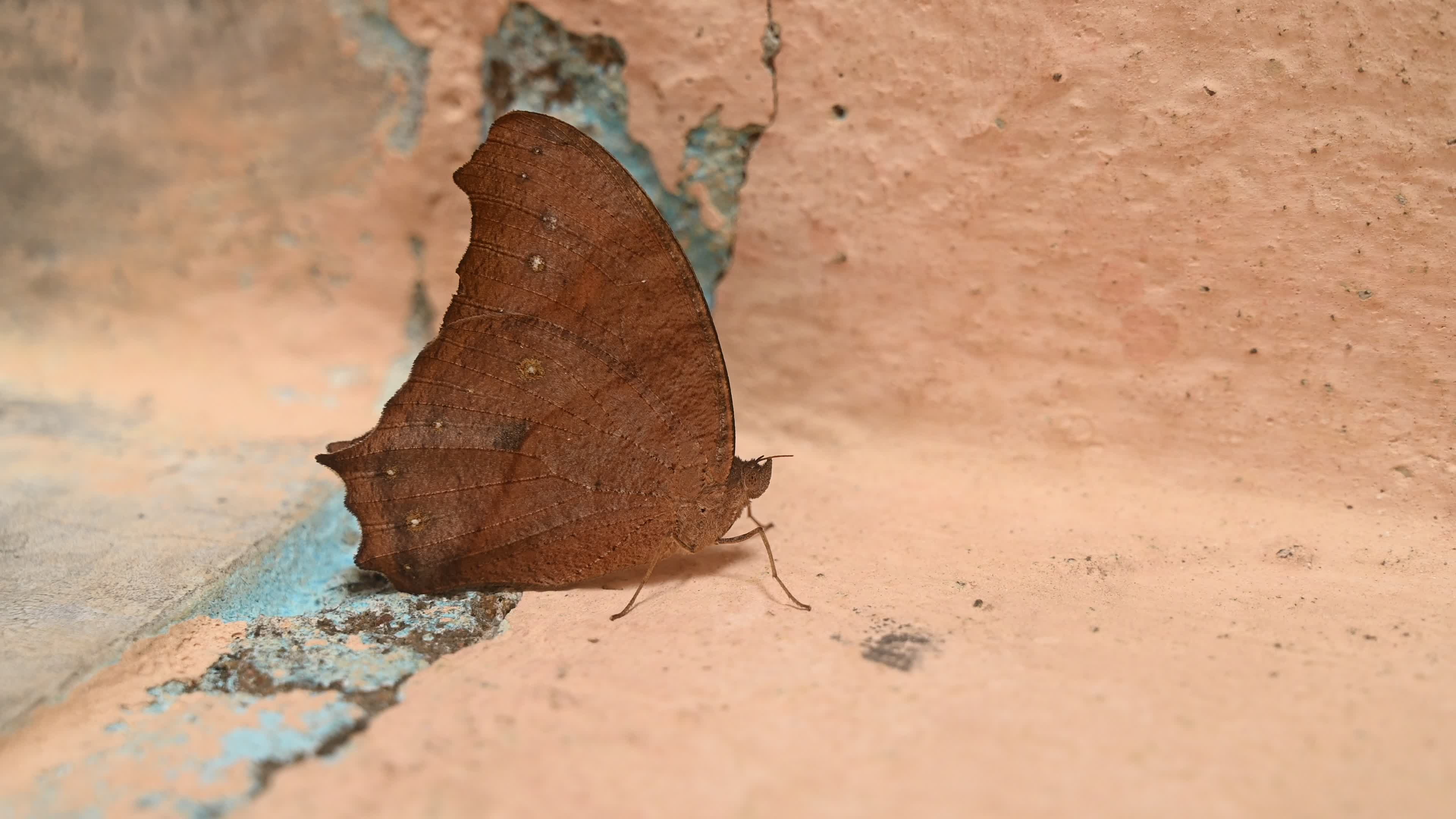 Melanitis Lead - Common Evening Brown Butterfly - Animal India
