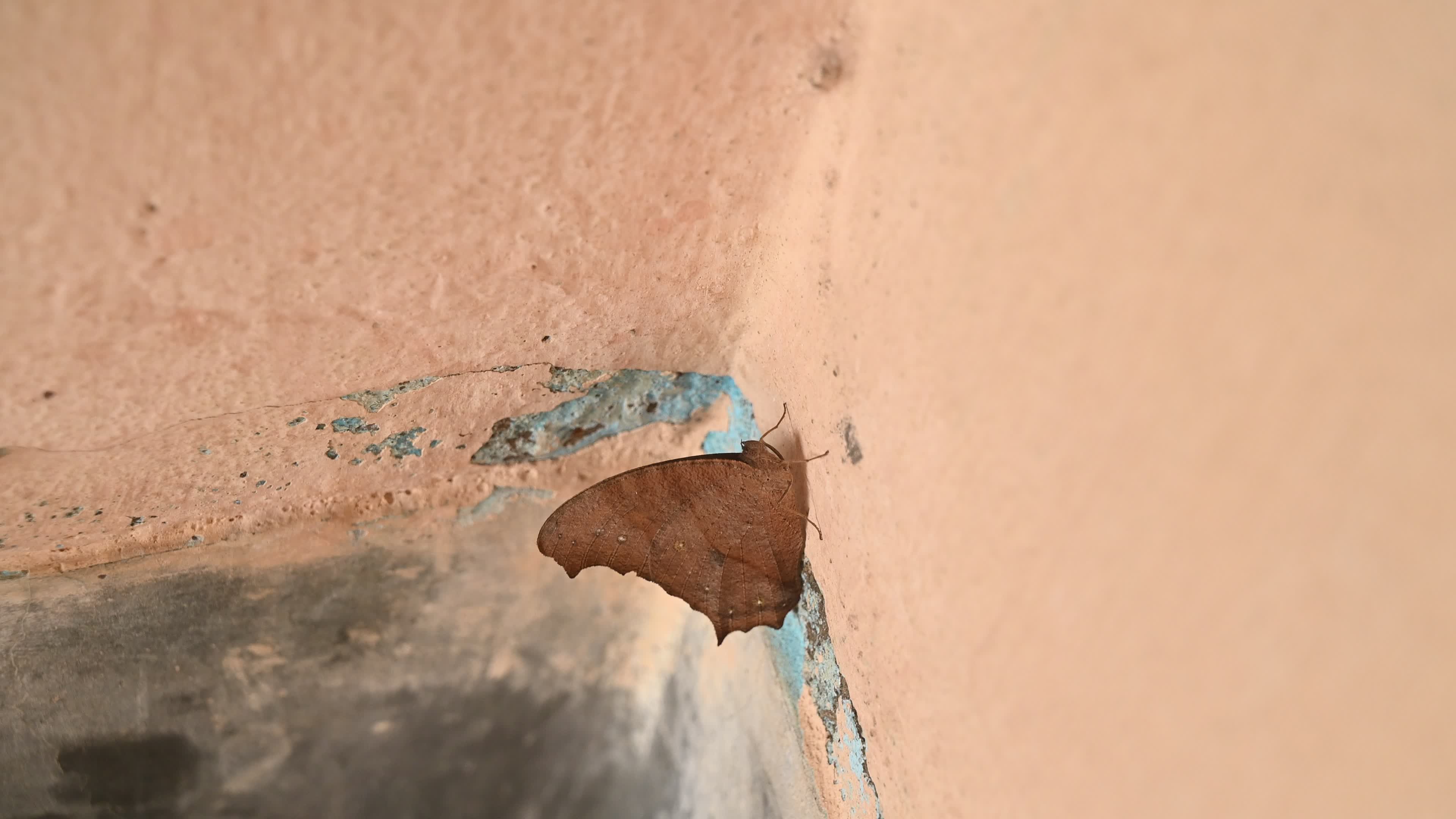 Melanitis Lead - Common Evening Brown Butterfly - Animal India
