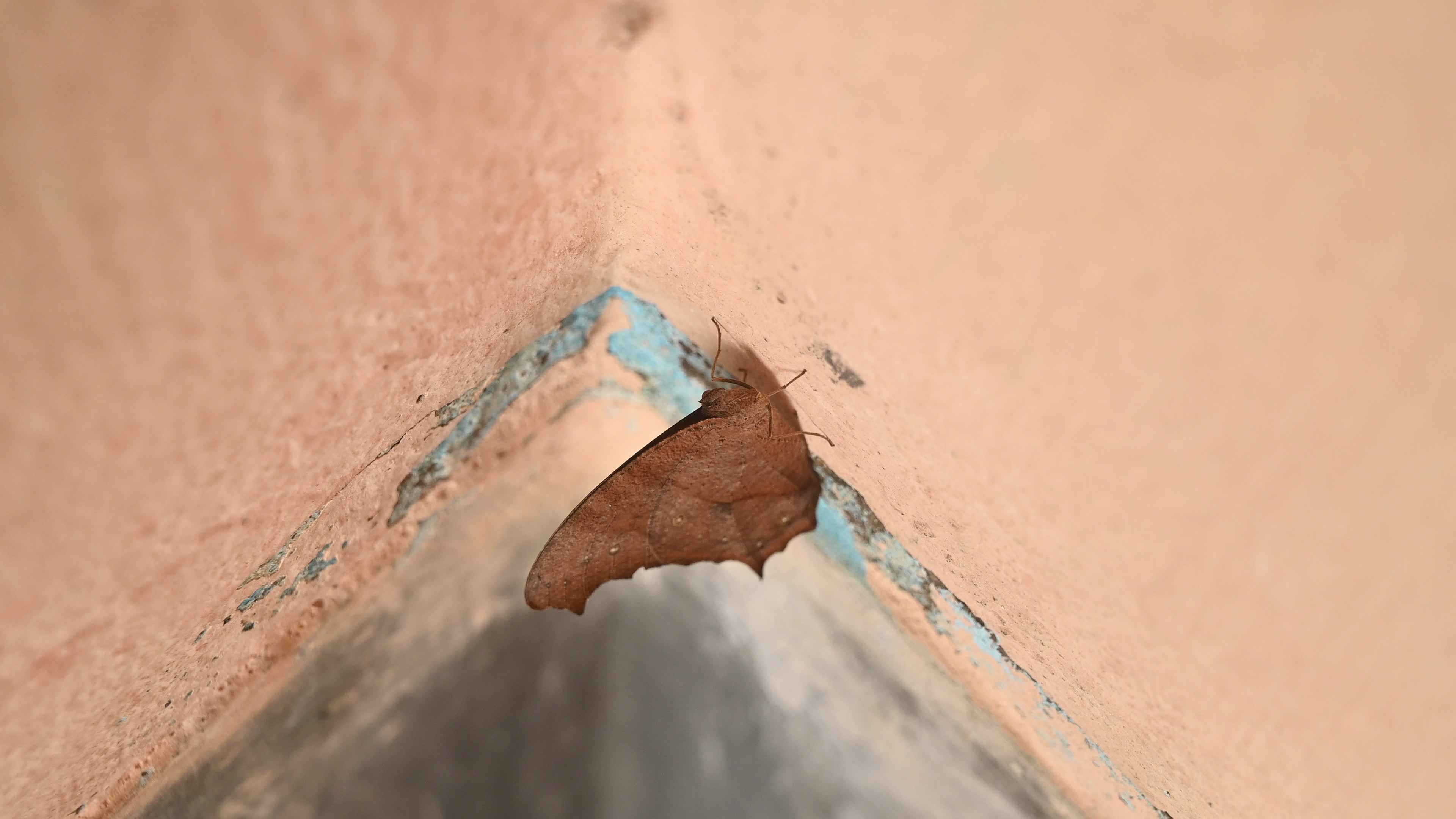 Melanitis Lead - Common Evening Brown Butterfly - Animal India
