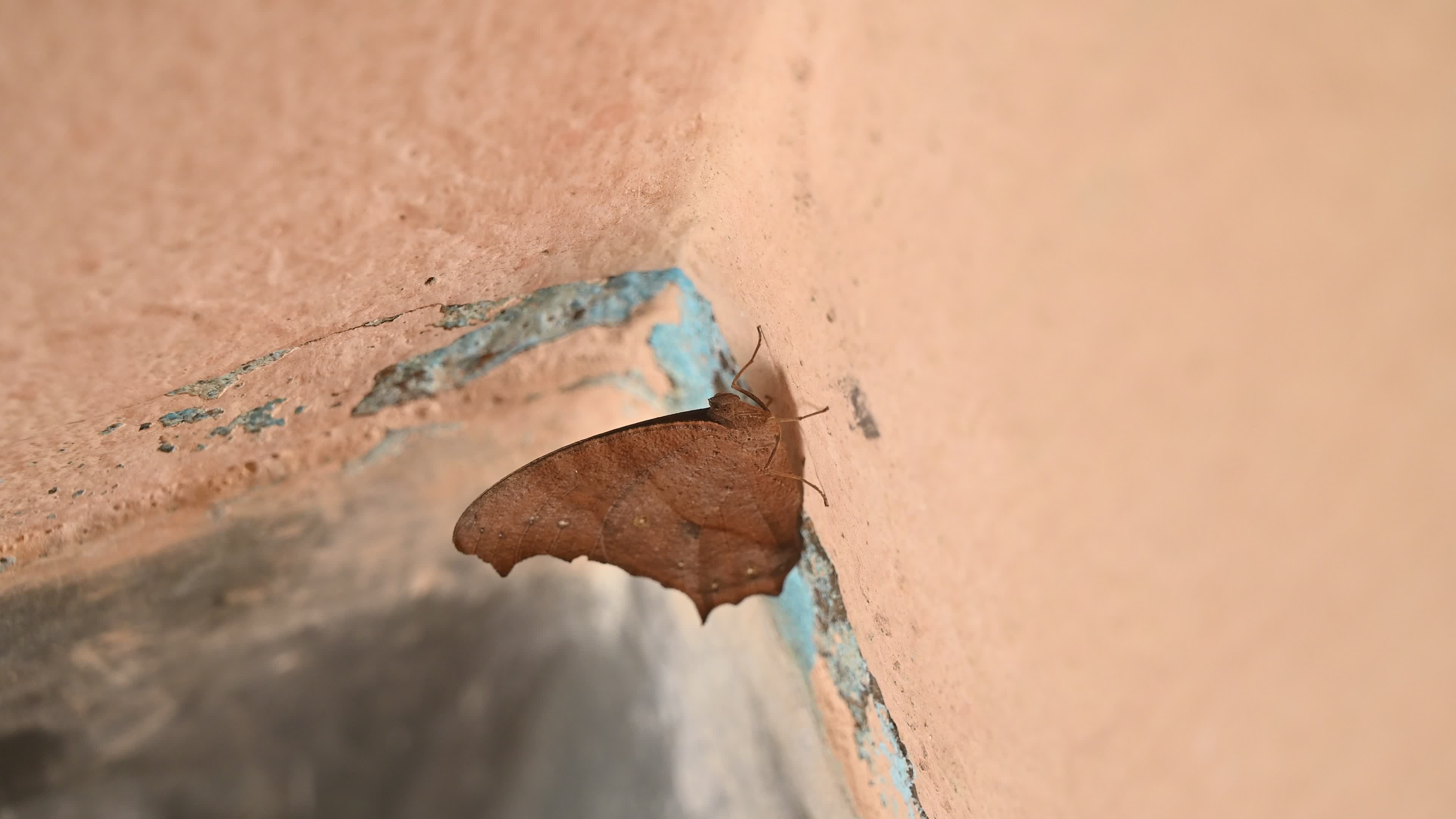 Melanitis Lead - Common Evening Brown Butterfly - Animal India
