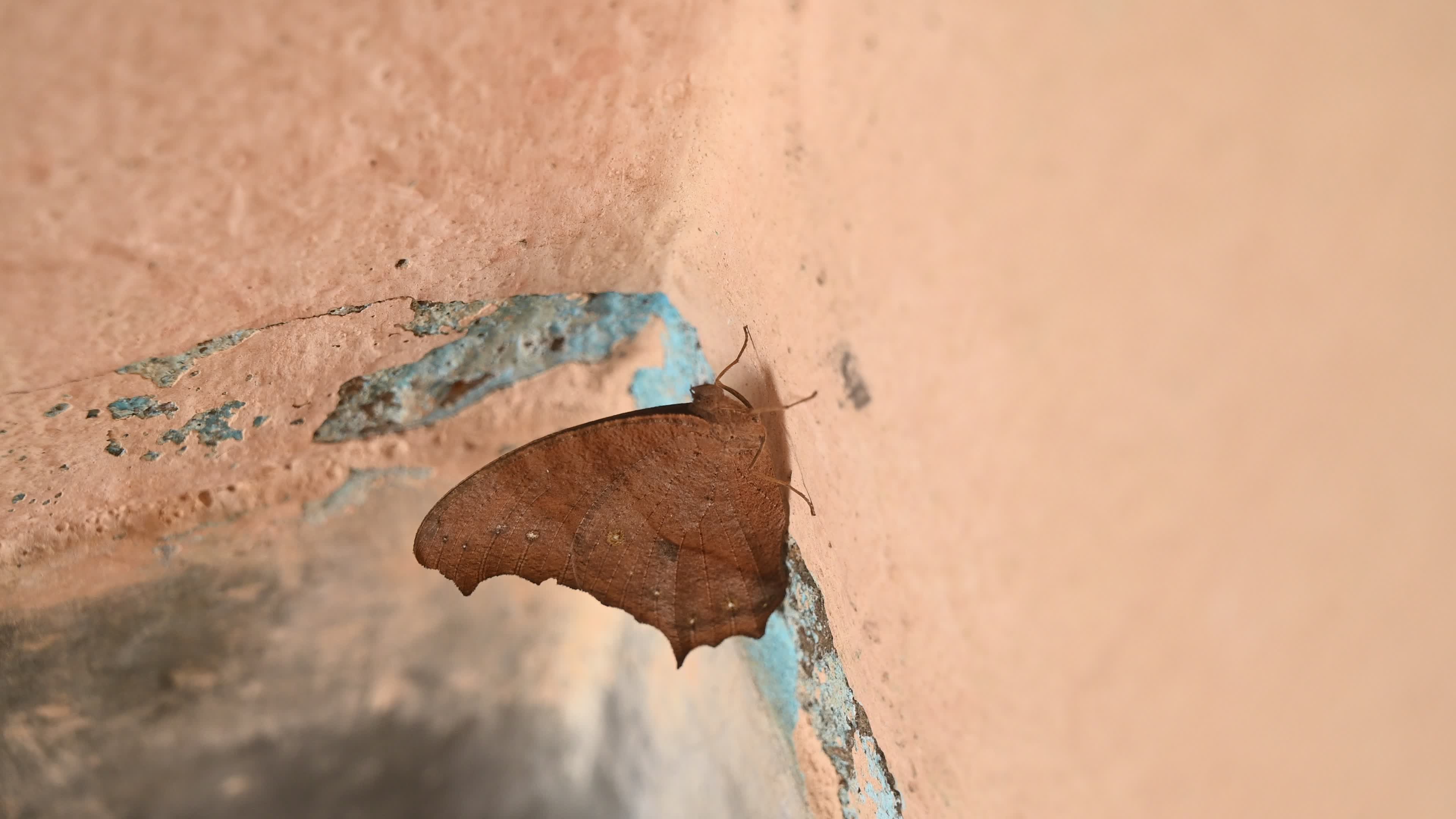 Melanitis Lead - Common Evening Brown Butterfly - Animal India
