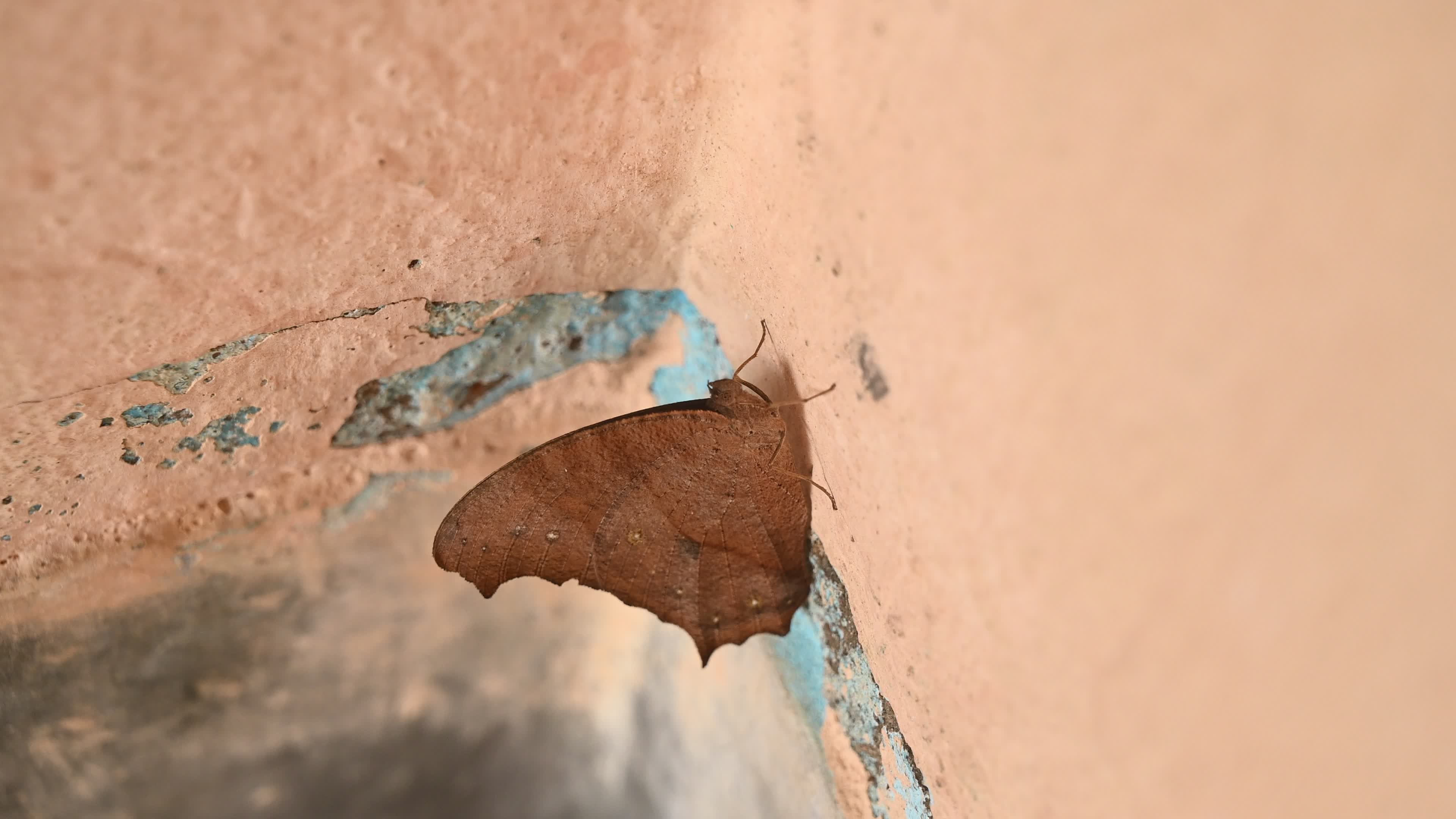 Melanitis Lead - Common Evening Brown Butterfly - Animal India
