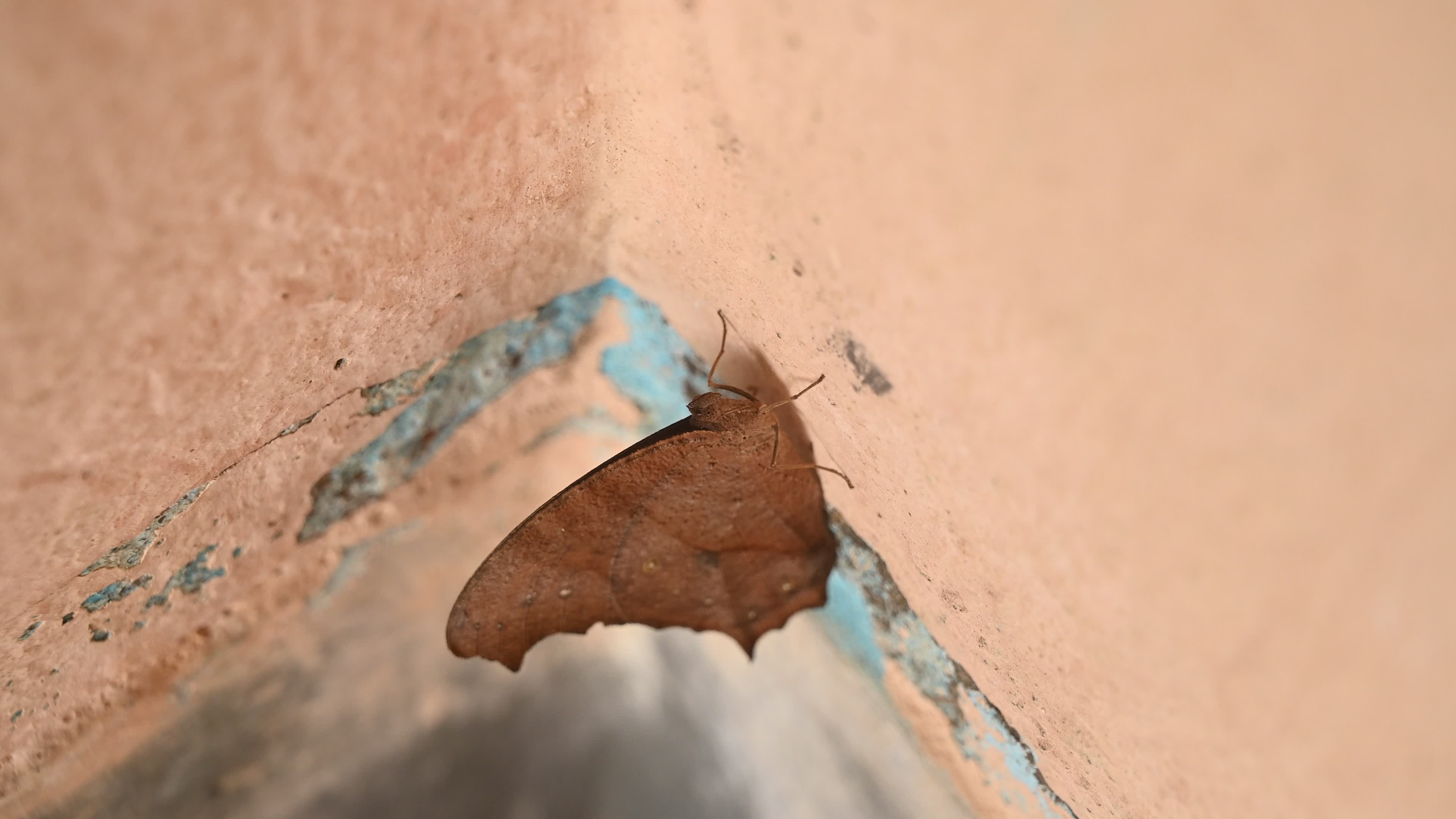 Melanitis Lead - Common Evening Brown Butterfly - Animal India
