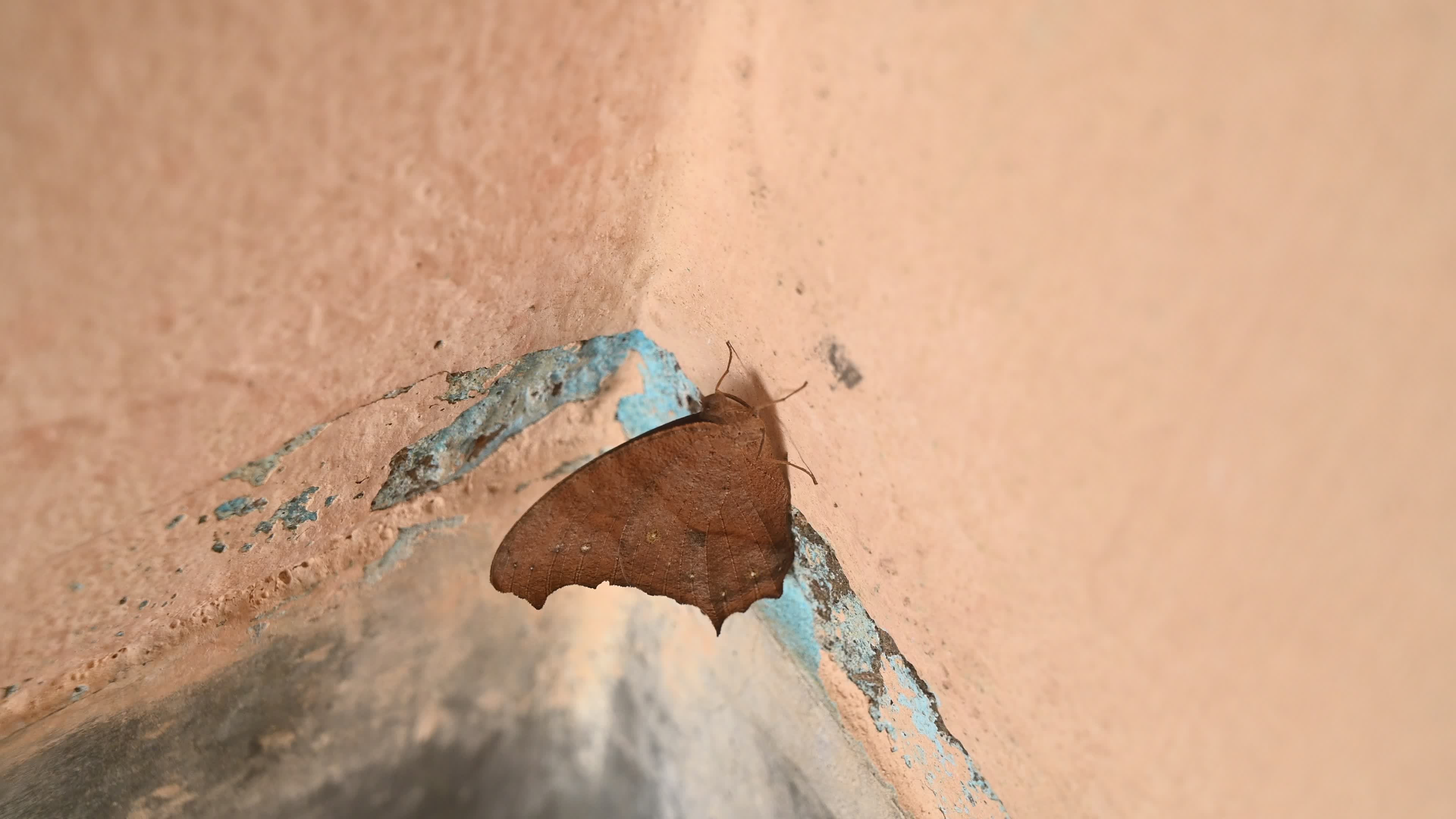 Melanitis Lead - Common Evening Brown Butterfly - Animal India
