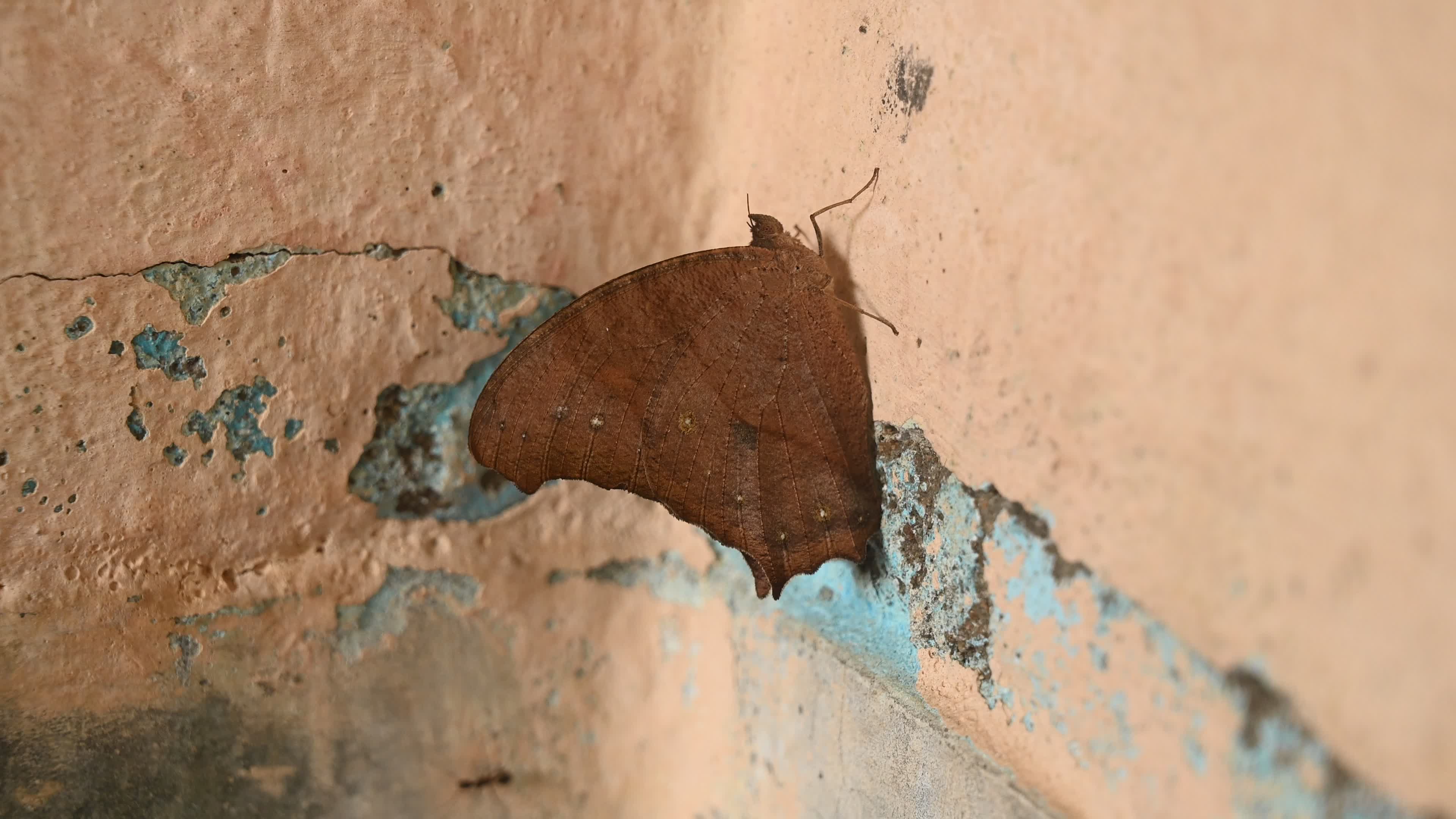 Melanitis Lead - Common Evening Brown Butterfly - Animal India
