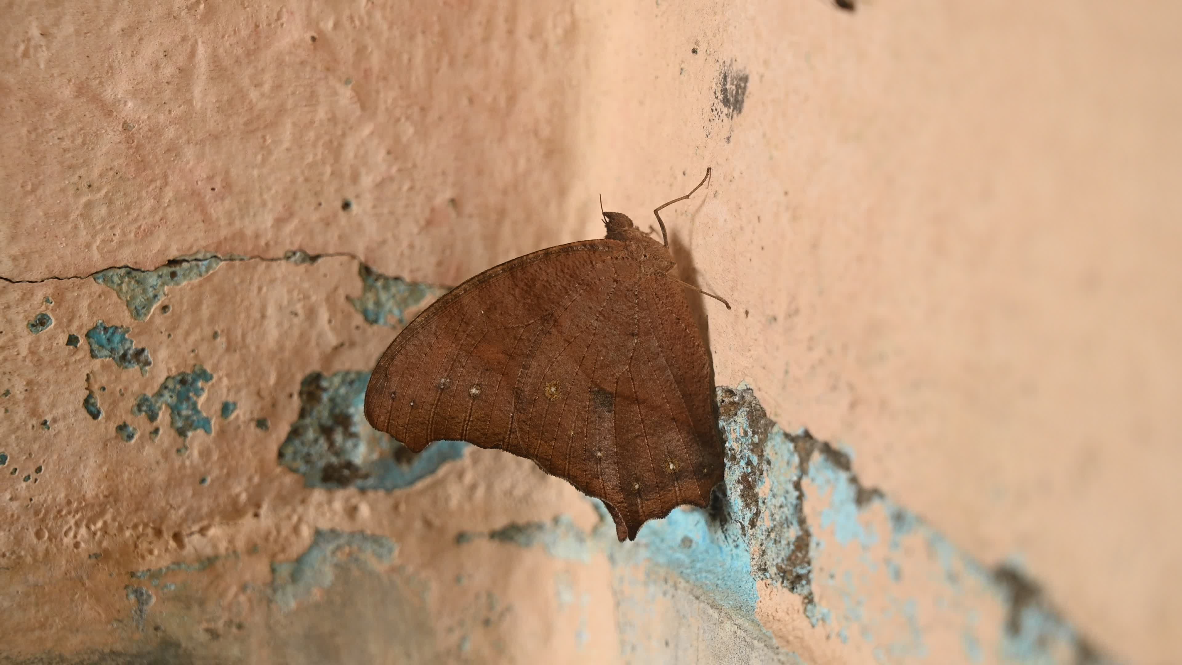 Melanitis Lead - Common Evening Brown Butterfly - Animal India

