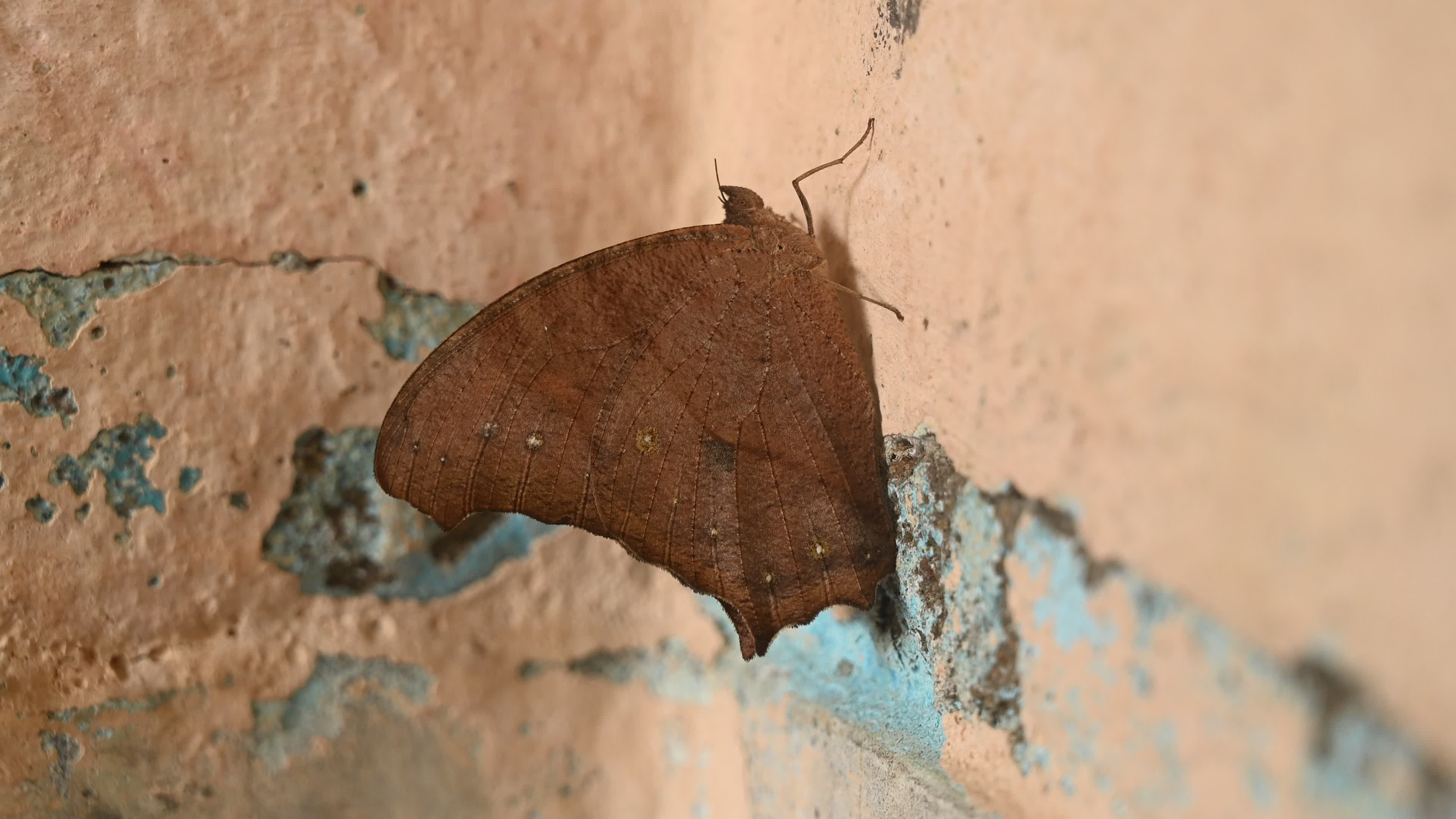 Melanitis Lead - Common Evening Brown Butterfly - Animal India
