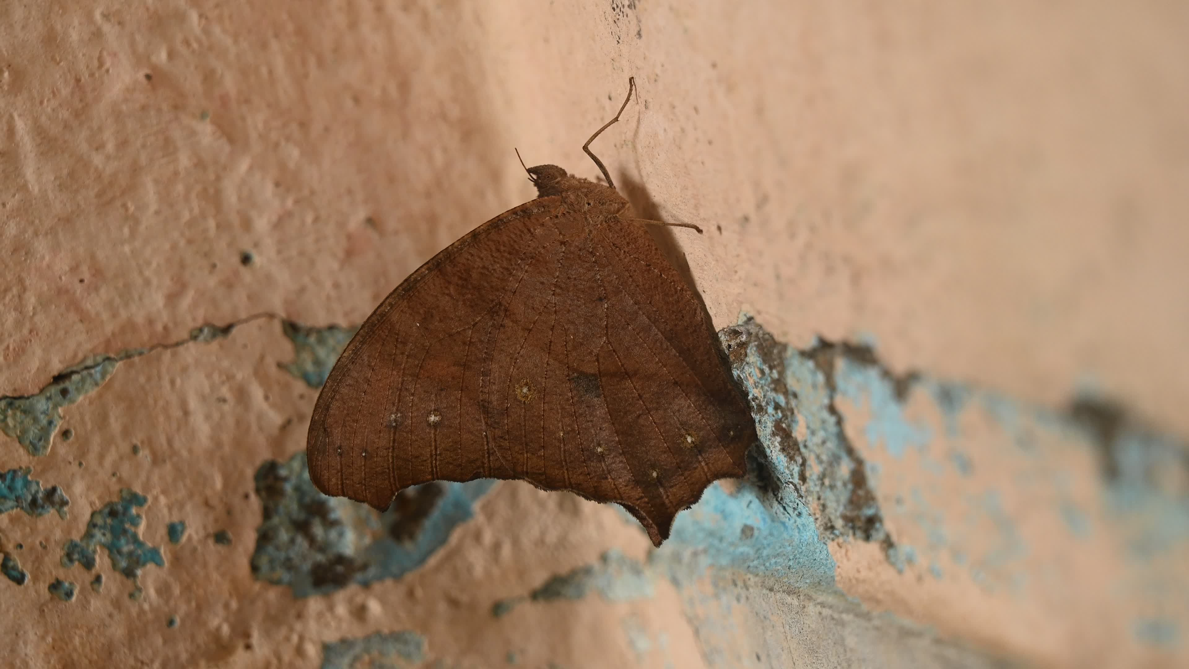 Melanitis Lead - Common Evening Brown Butterfly - Animal India
