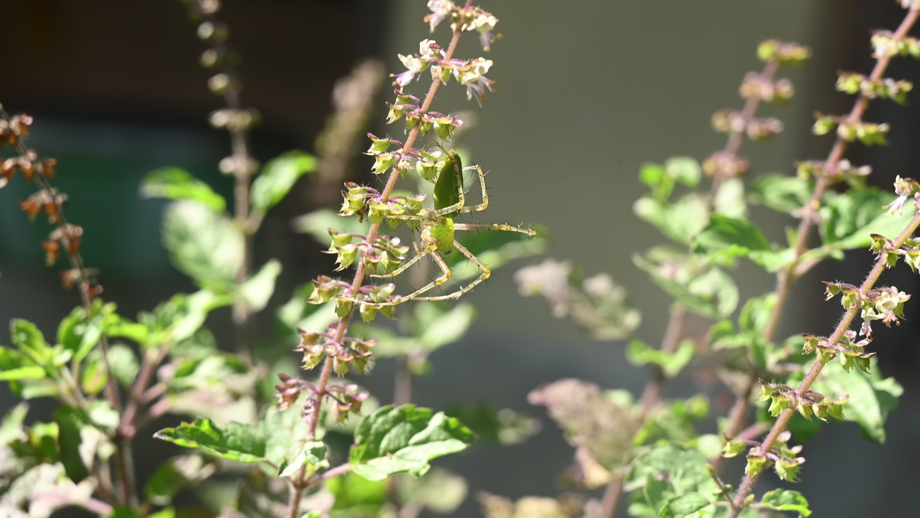 Peucetia viridana - Green lynx spider
