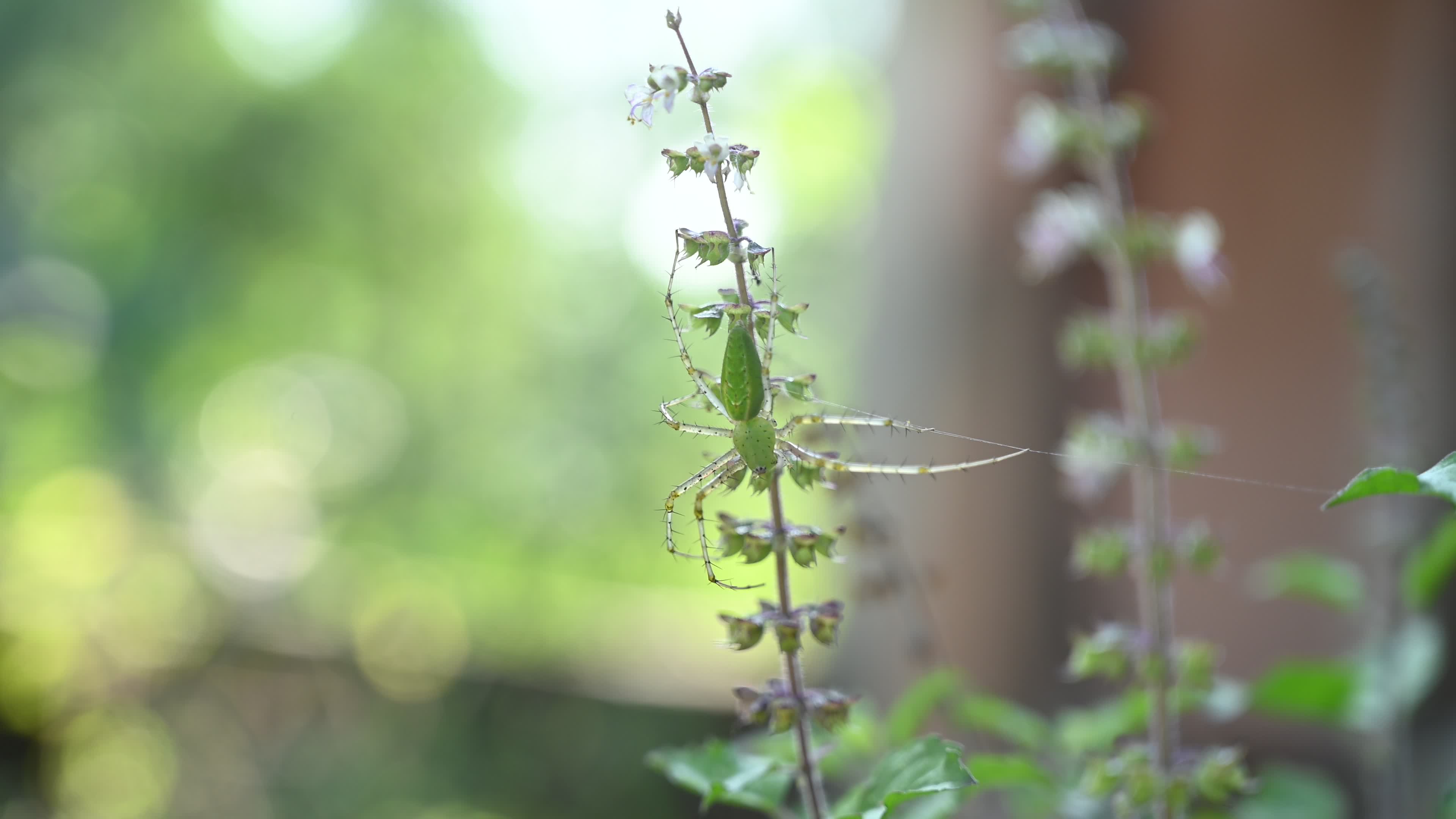 Peucetia viridana - Green lynx spider
