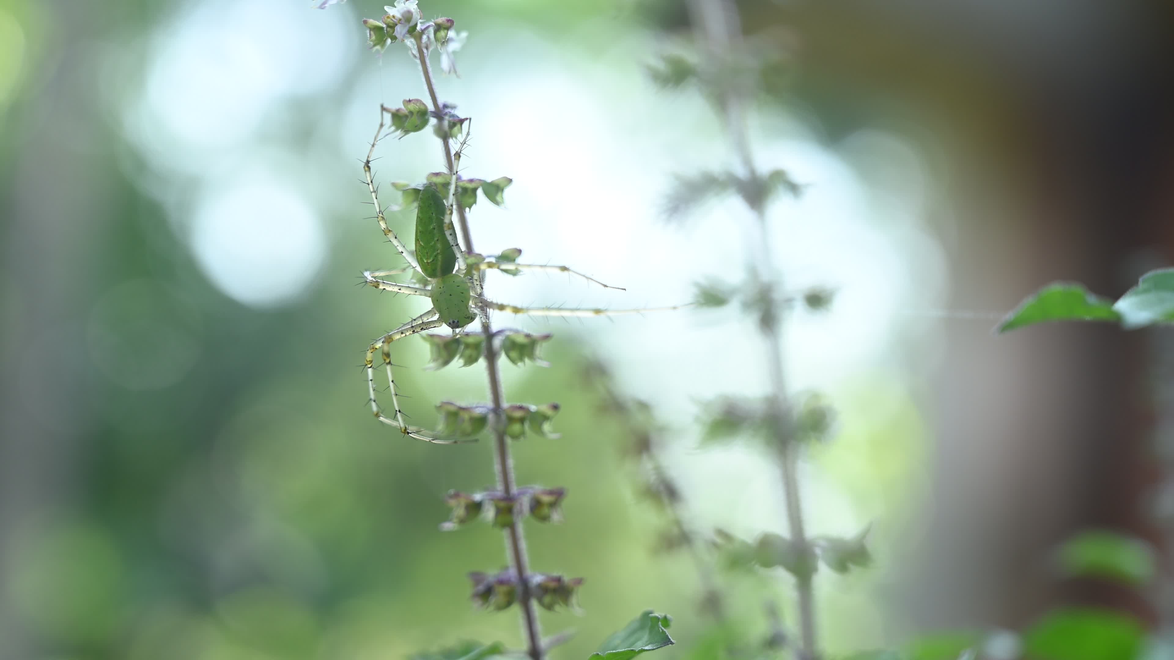 Peucetia viridana - Green lynx spider
