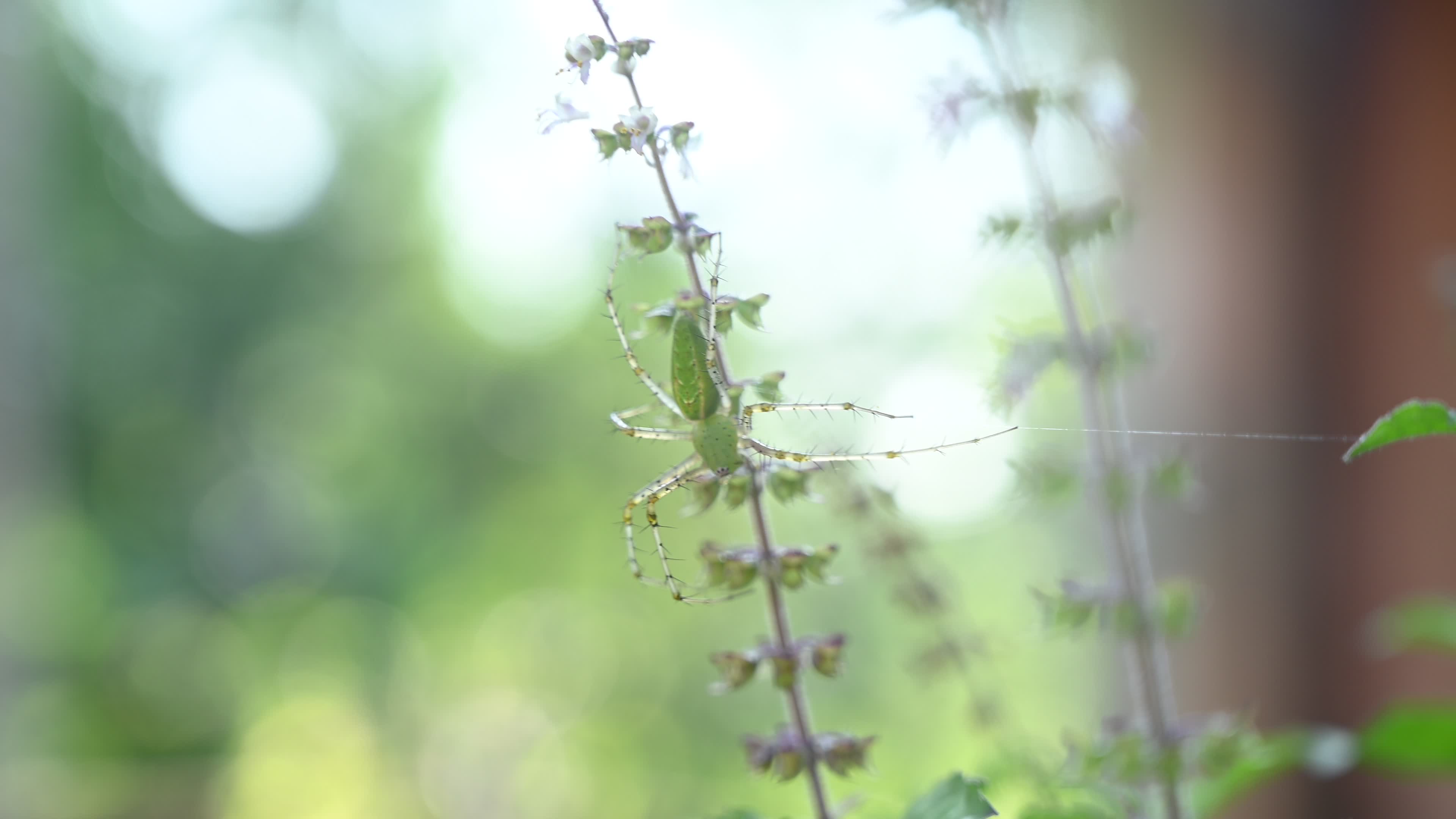 Peucetia viridana - Green lynx spider
